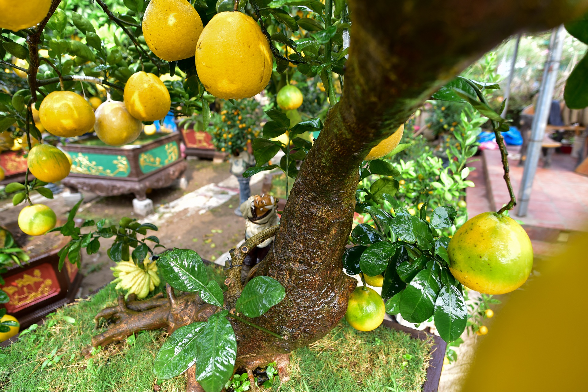 Cây bưởi cổ thụ thế bạt phong hồi đầu giá trăm triệu gây sốt ở Hưng Yên - 5