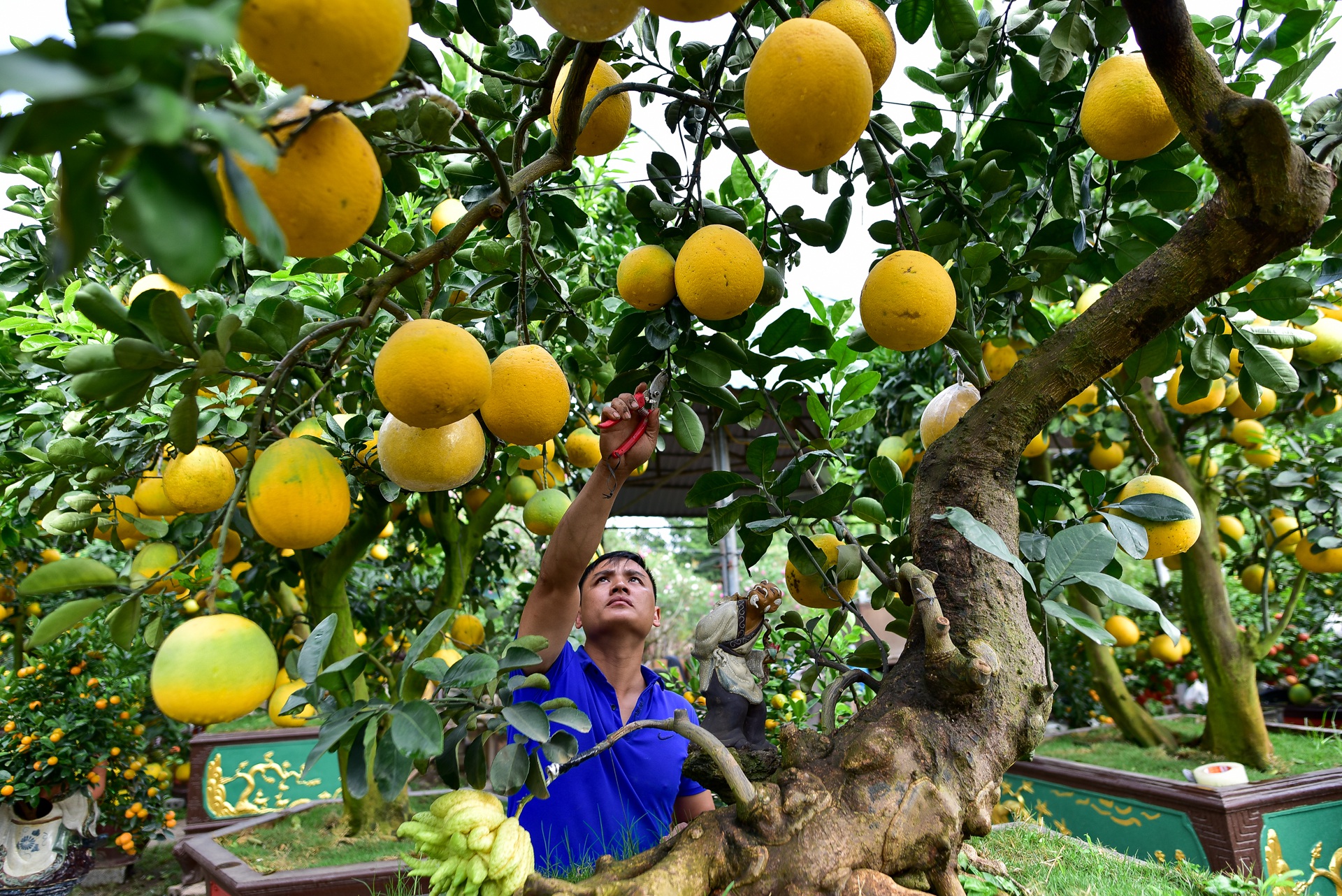 Cây bưởi cổ thụ thế bạt phong hồi đầu giá trăm triệu gây sốt ở Hưng Yên - 1