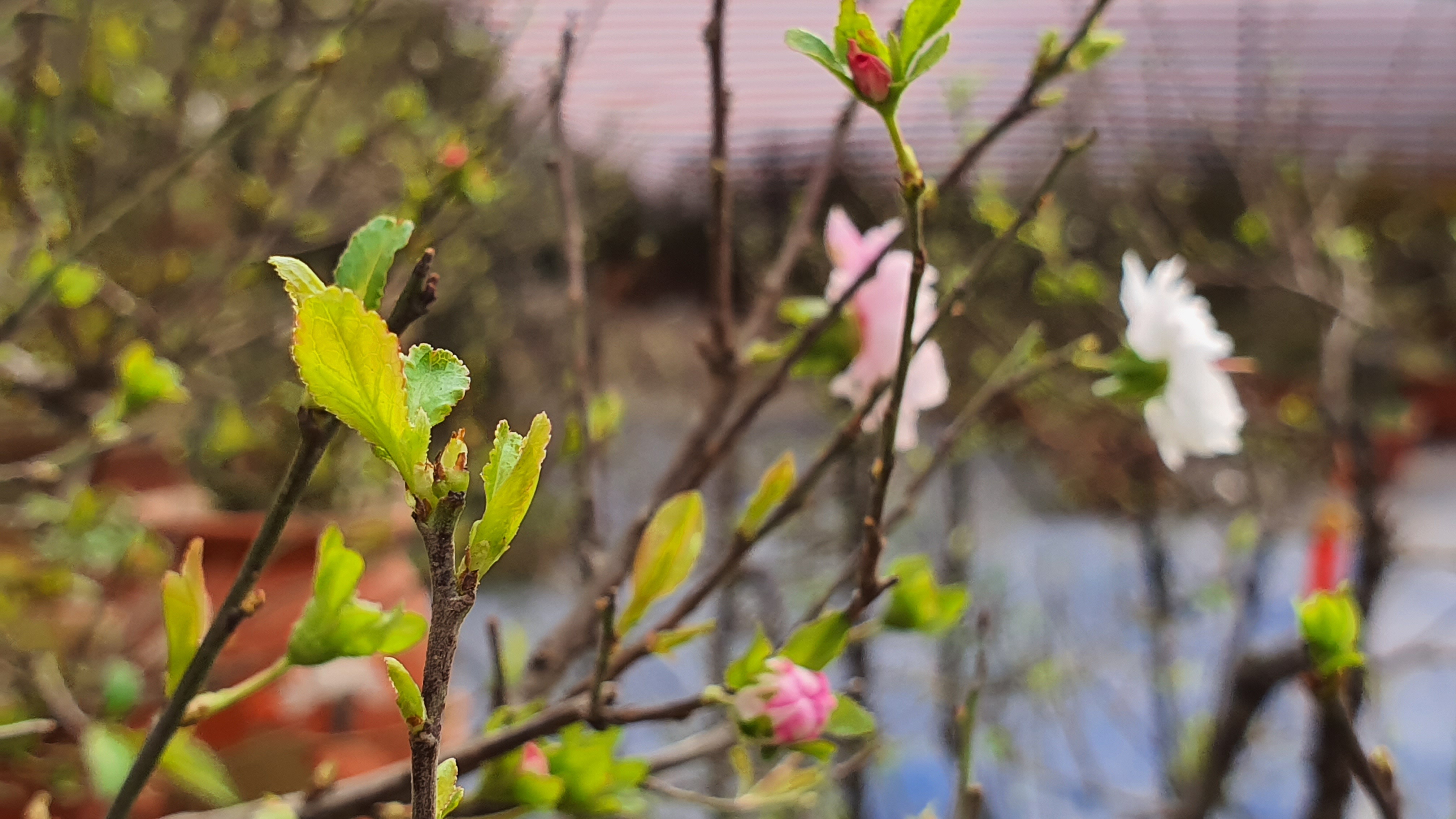 Nhất chi mai to nhiều tiền, dân sành Hà thành mua cây nhỏ để bàn chơi Tết - 8