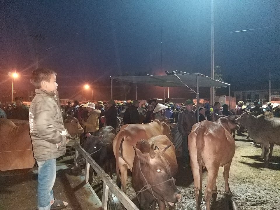 Nhộn nhịp phiên chợ trâu, bò lớn nhất miền Bắc - 2