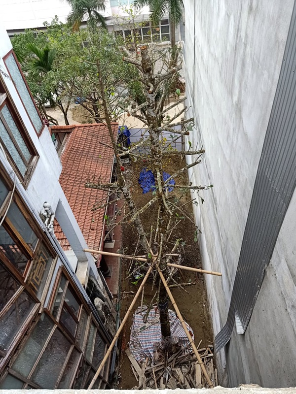 Chuỗi ngày không ngủ của ông chủ ngôi nhà gỗ 30 tỷ vừa tậu cặp cây khủng - 4