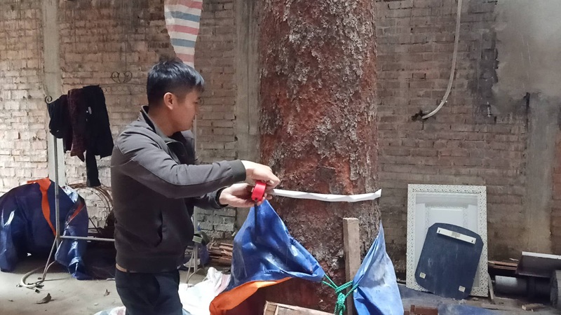 Chuỗi ngày không ngủ của ông chủ ngôi nhà gỗ 30 tỷ vừa tậu cặp cây khủng - 6