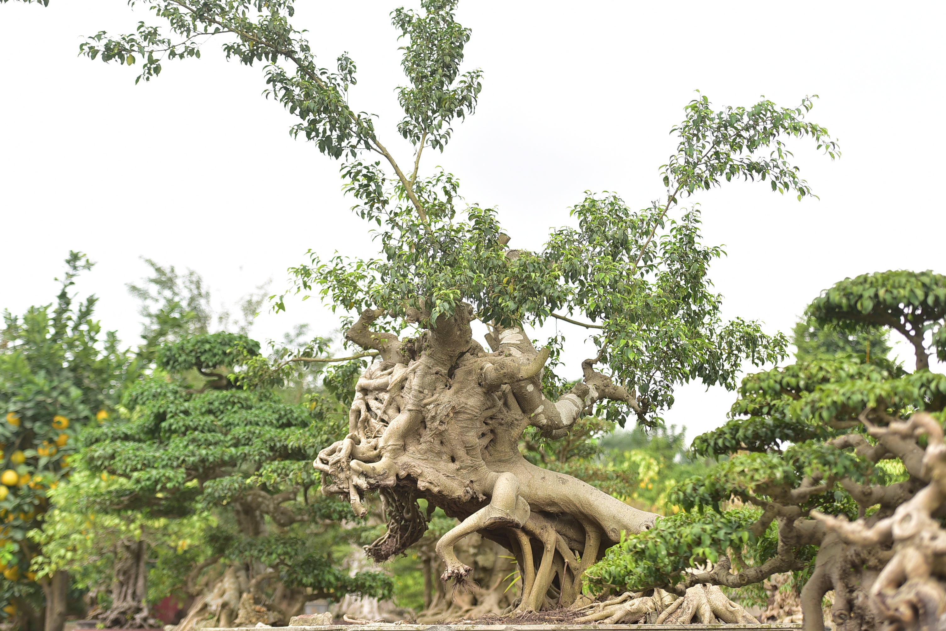 Hoa mắt trước khu vườn triệu đô của ông vua cây cảnh - 12