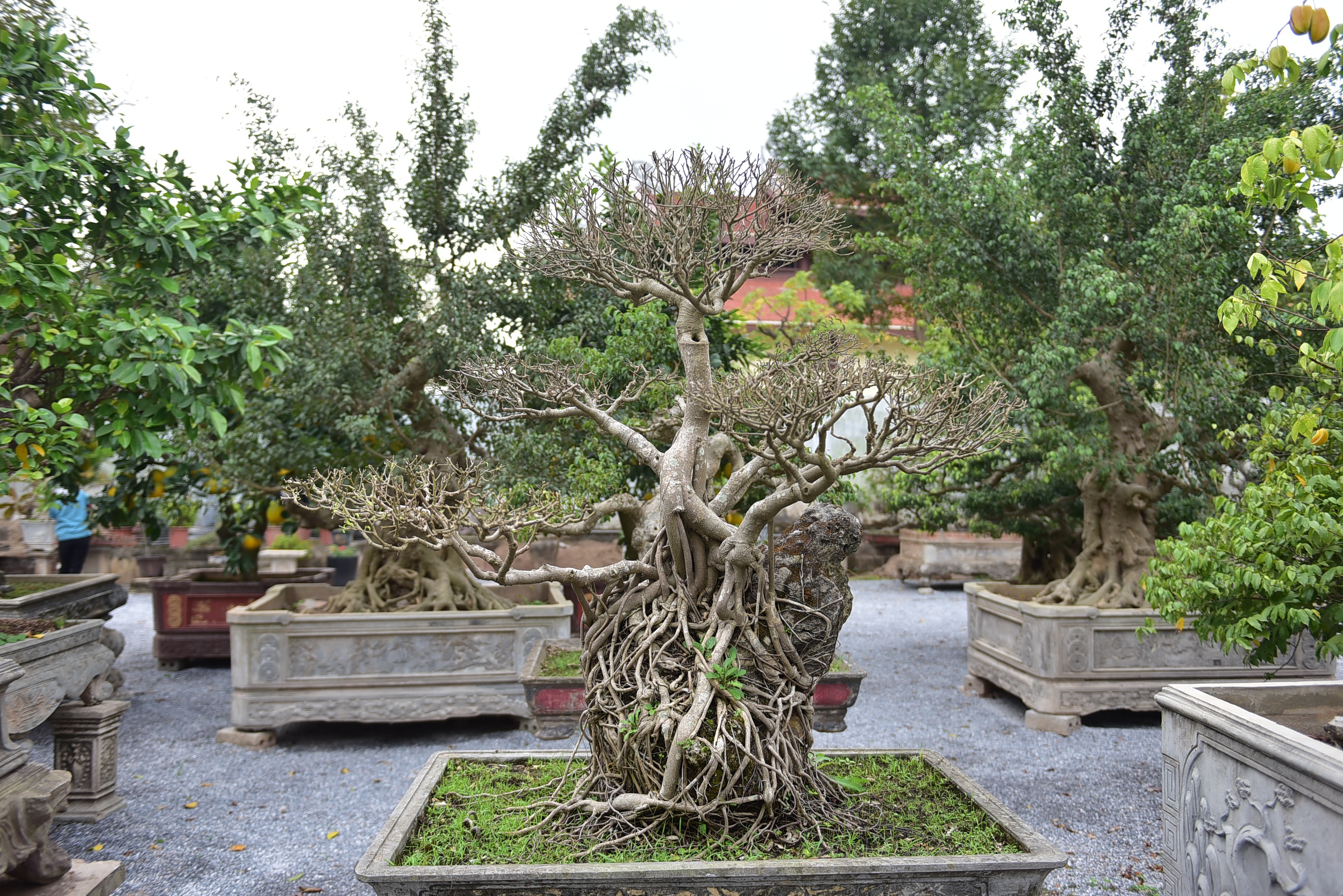 Hoa mắt trước khu vườn triệu đô của ông vua cây cảnh - 10