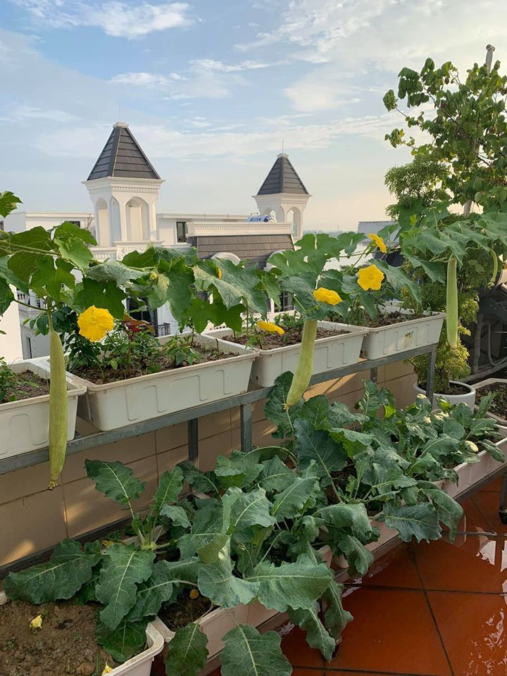 Mãn nhãn với vườn rau củ quả 4 mùa trên sân thượng 120m2 - 1