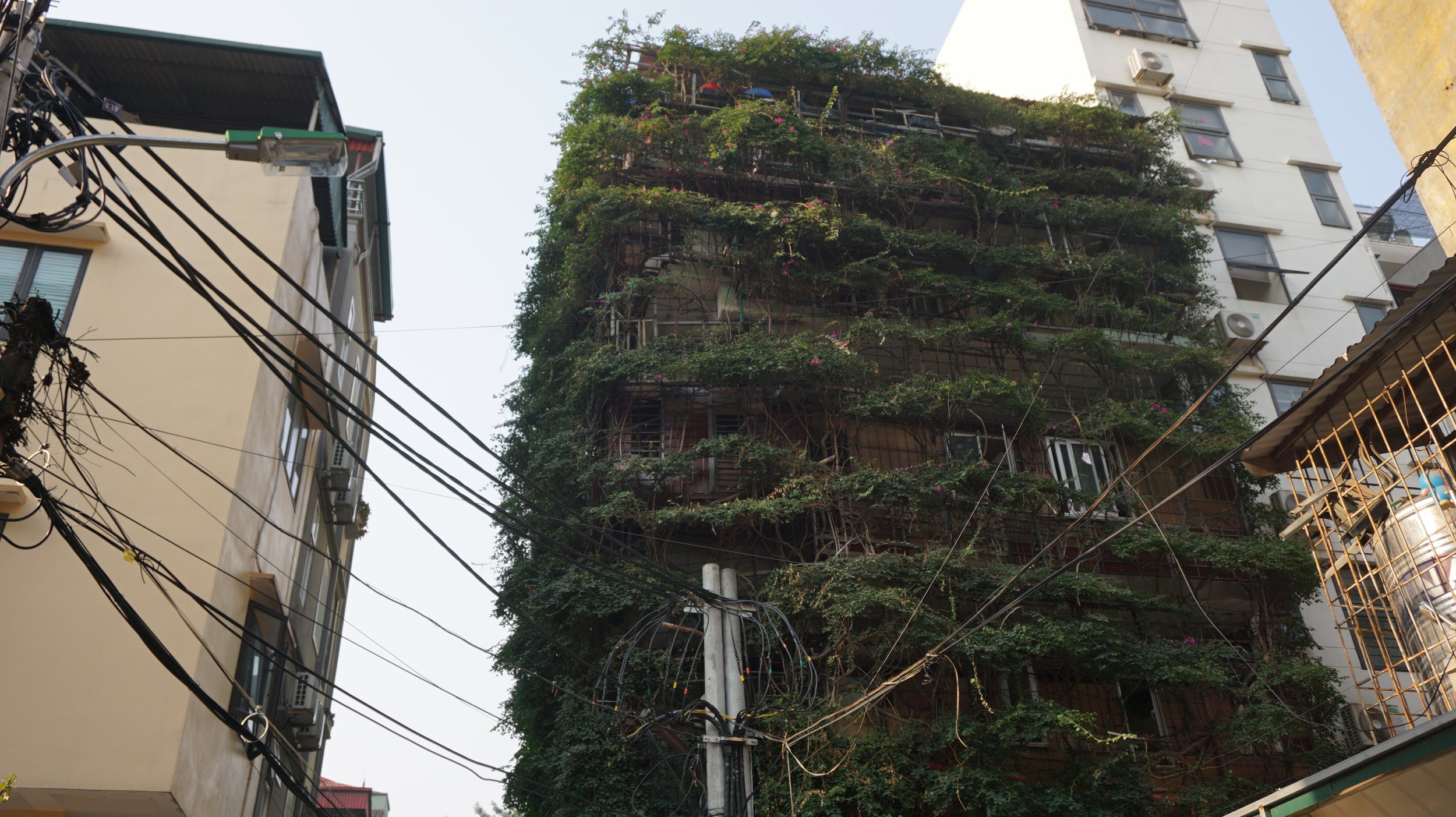 Nhà cây 5 tầng phủ kín hoa giấy ở Hà Nội, ai đi qua cũng dừng lại ngắm - 4