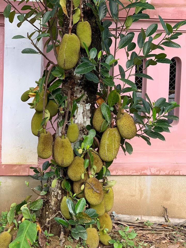 Bất ngờ với căn nhà cổ trăm tuổi đẹp hiếm có của cặp vợ chồng người Huế - 11