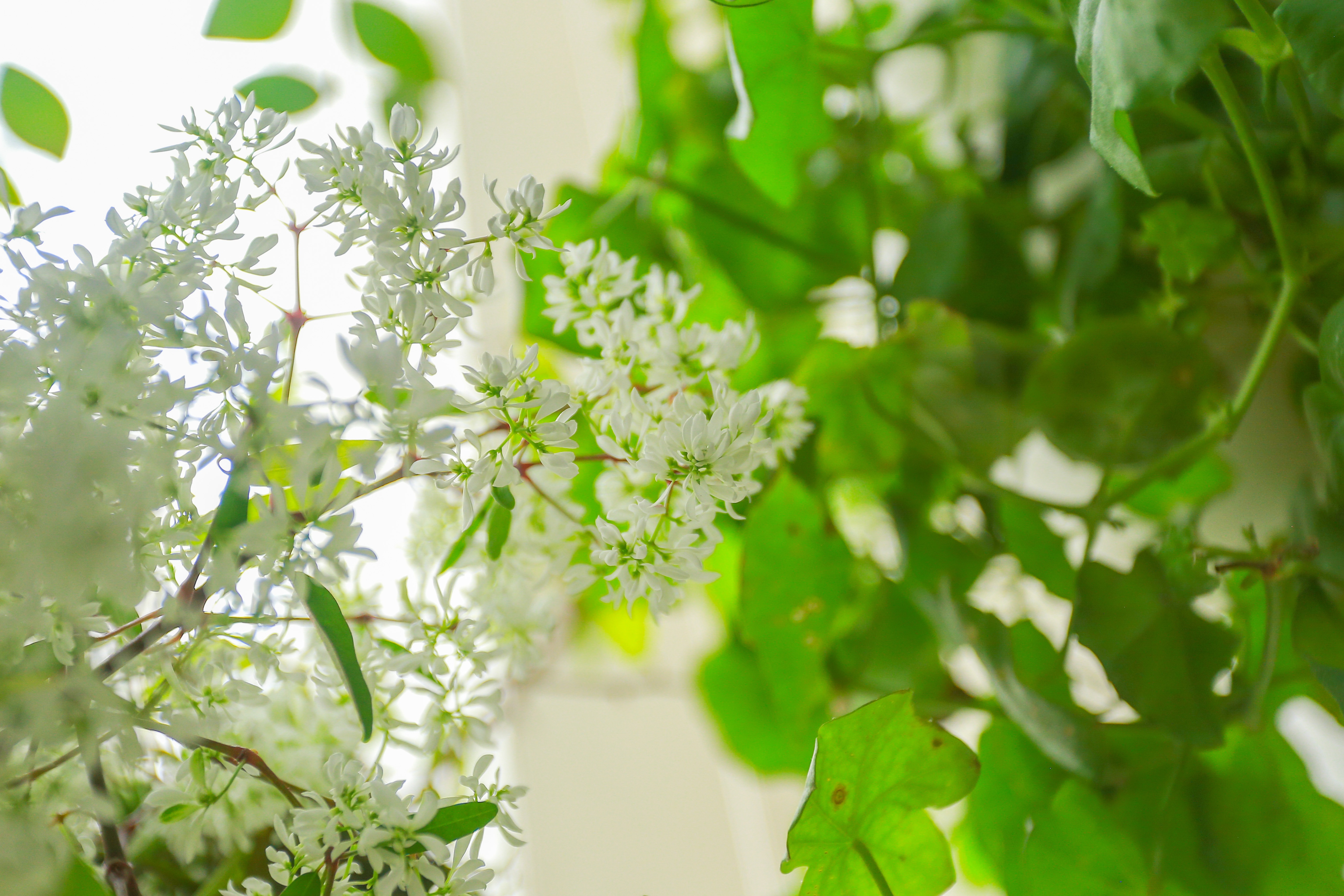 Ngôi nhà với ban công đẹp như cổ tích của nữ nhà báo điều tra nổi tiếng VTV - 8