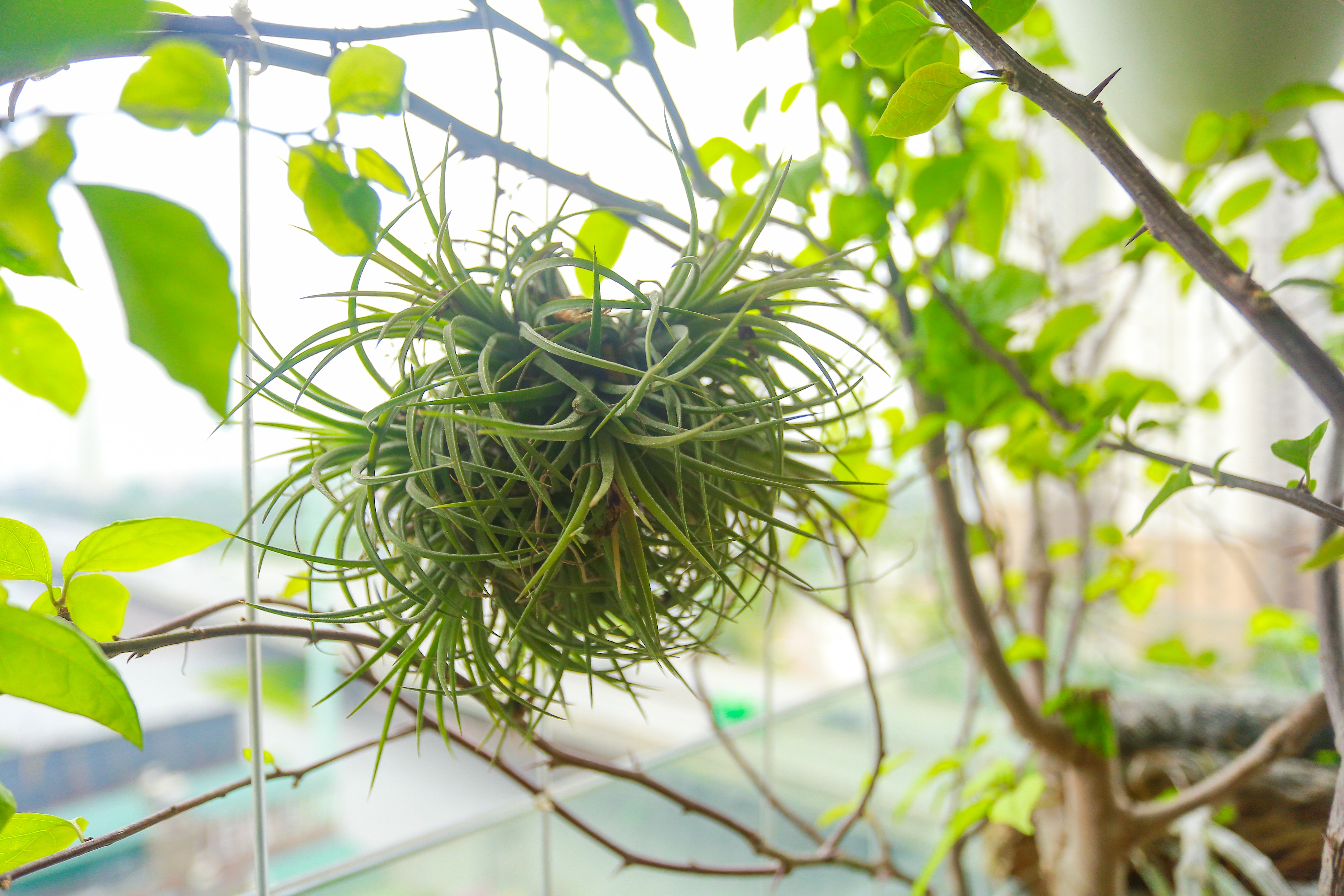 Ngôi nhà với ban công đẹp như cổ tích của nữ nhà báo điều tra nổi tiếng VTV - 12