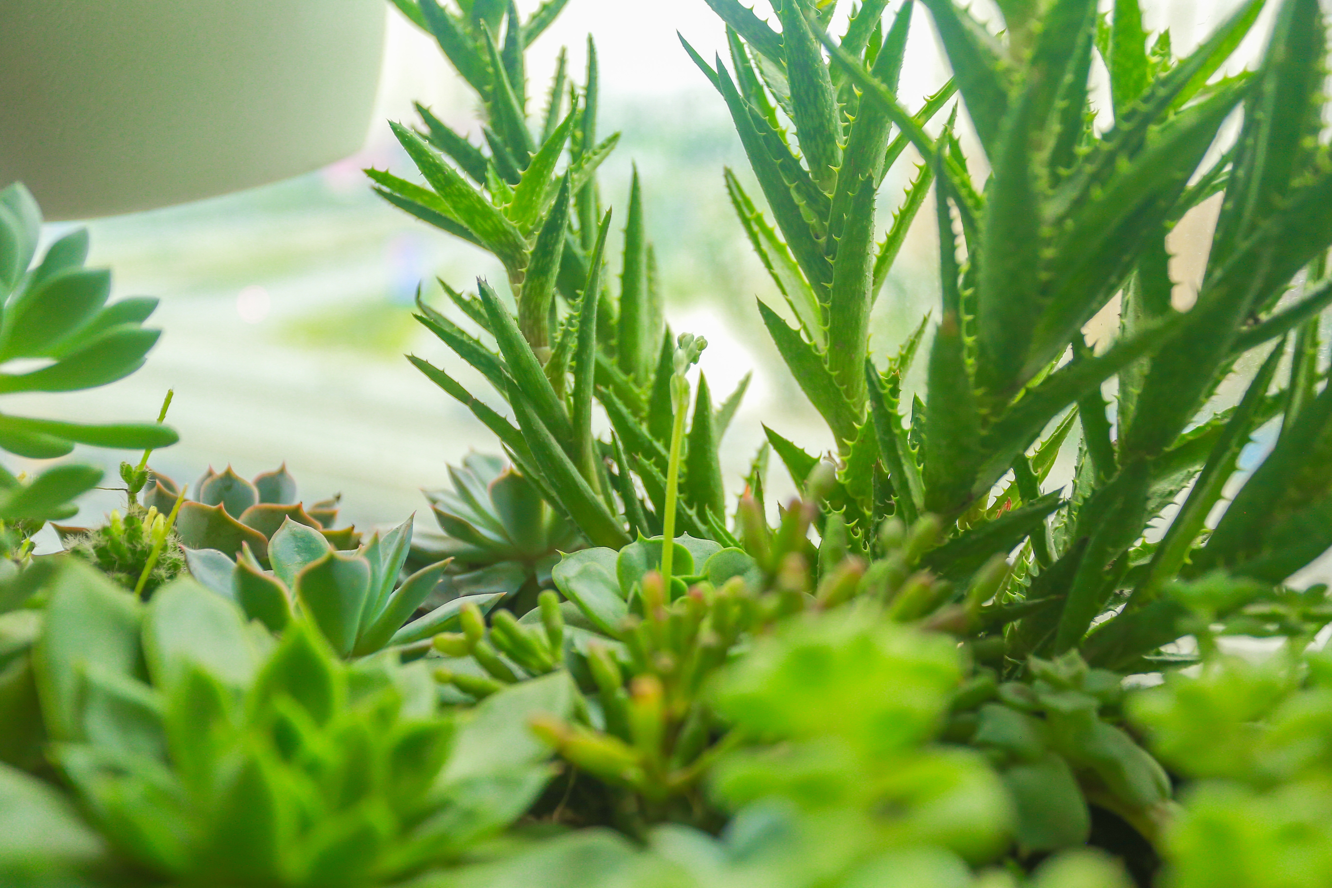 Ngôi nhà với ban công đẹp như cổ tích của nữ nhà báo điều tra nổi tiếng VTV - 11