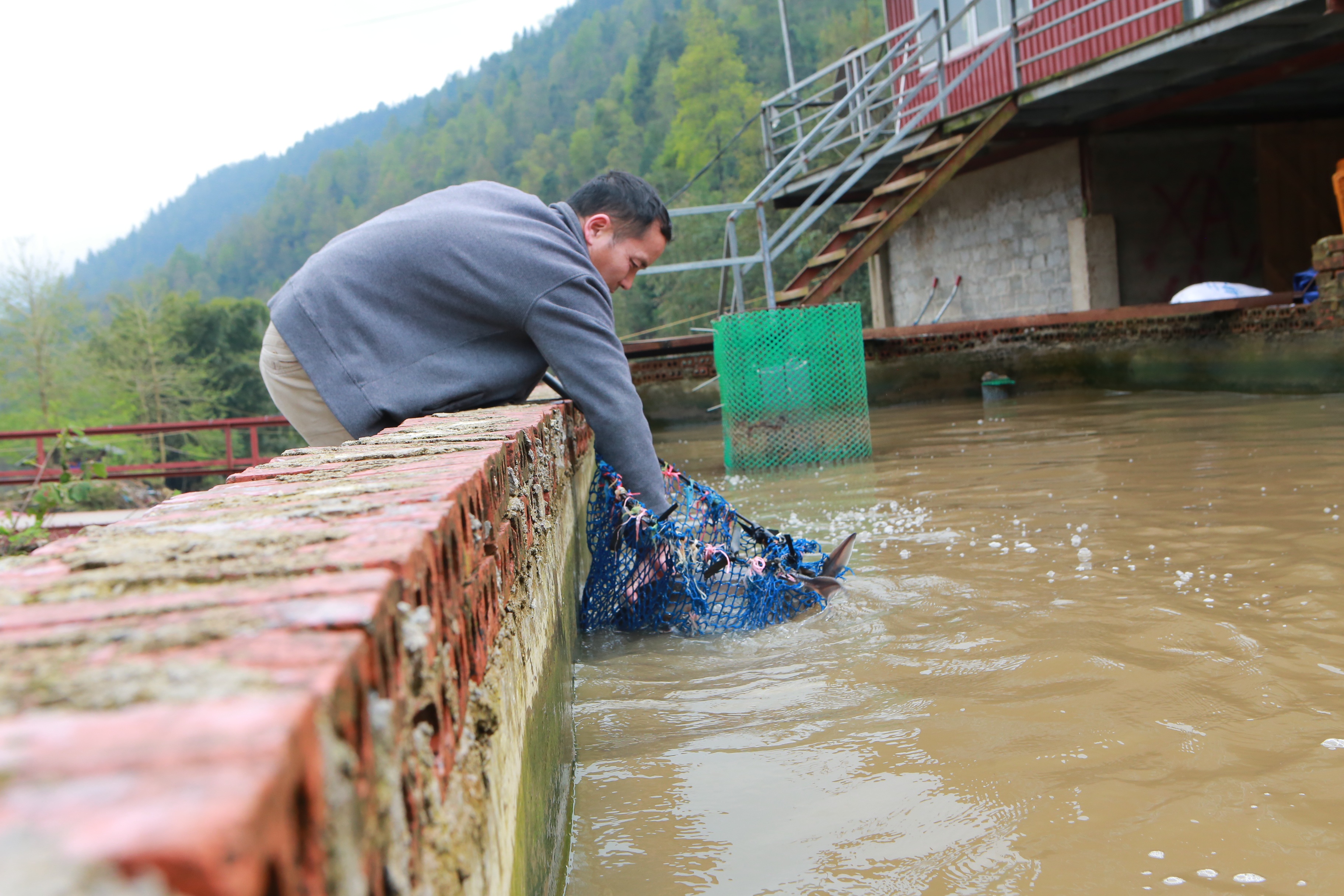 Tiểu thương “kêu trời” vì cá hồi Sa Pa trượt giá - 11
