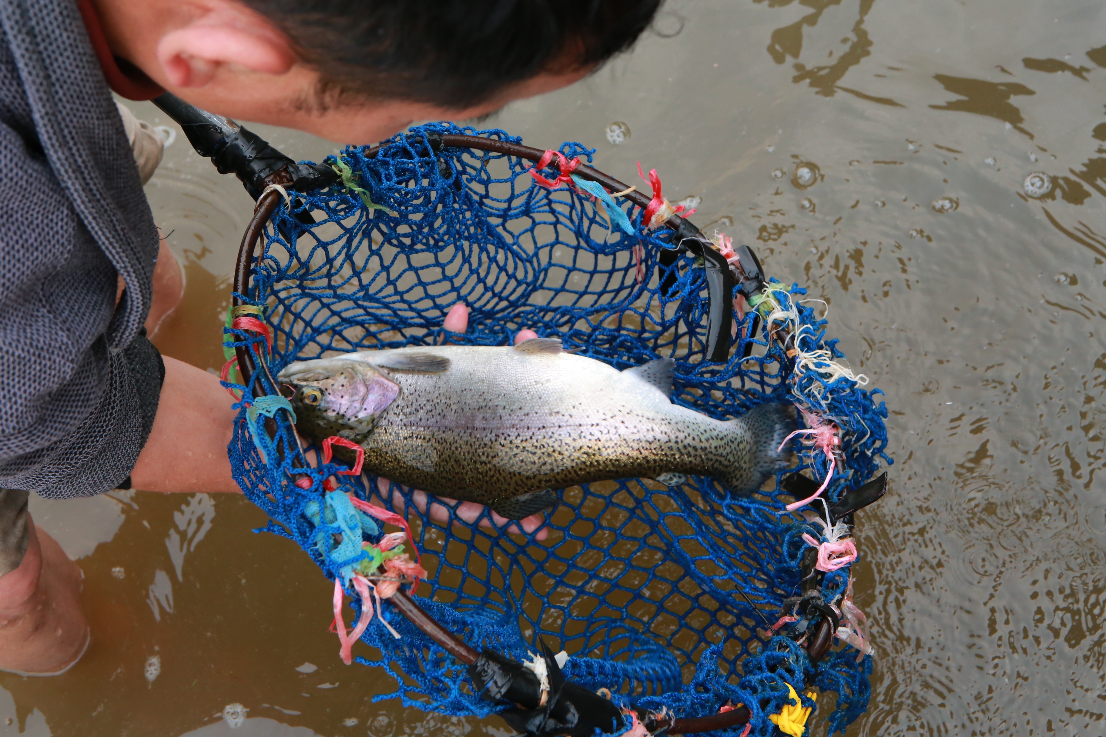 Tiểu thương “kêu trời” vì cá hồi Sa Pa trượt giá - 6