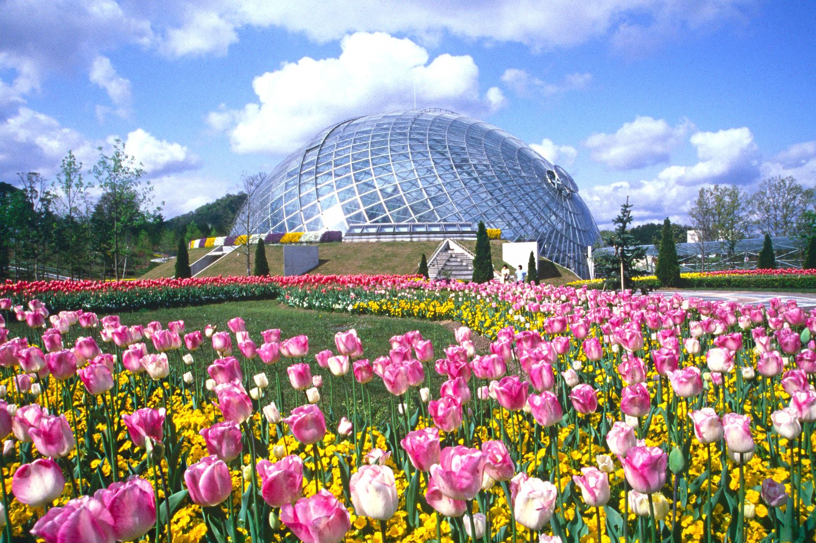 Đến nơi bốn mùa đều ngát hương hoa - 1