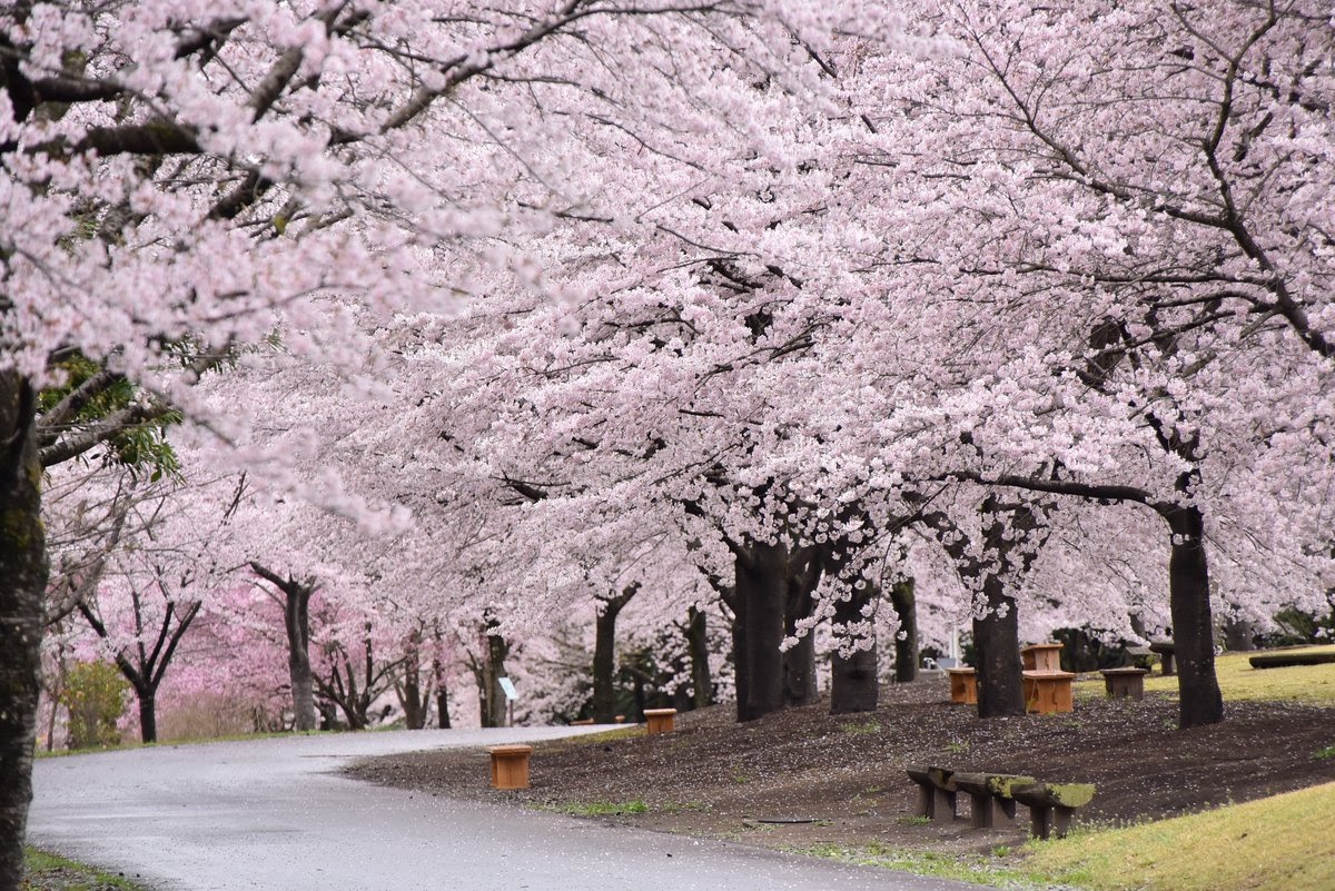 Đến nơi bốn mùa đều ngát hương hoa - 2