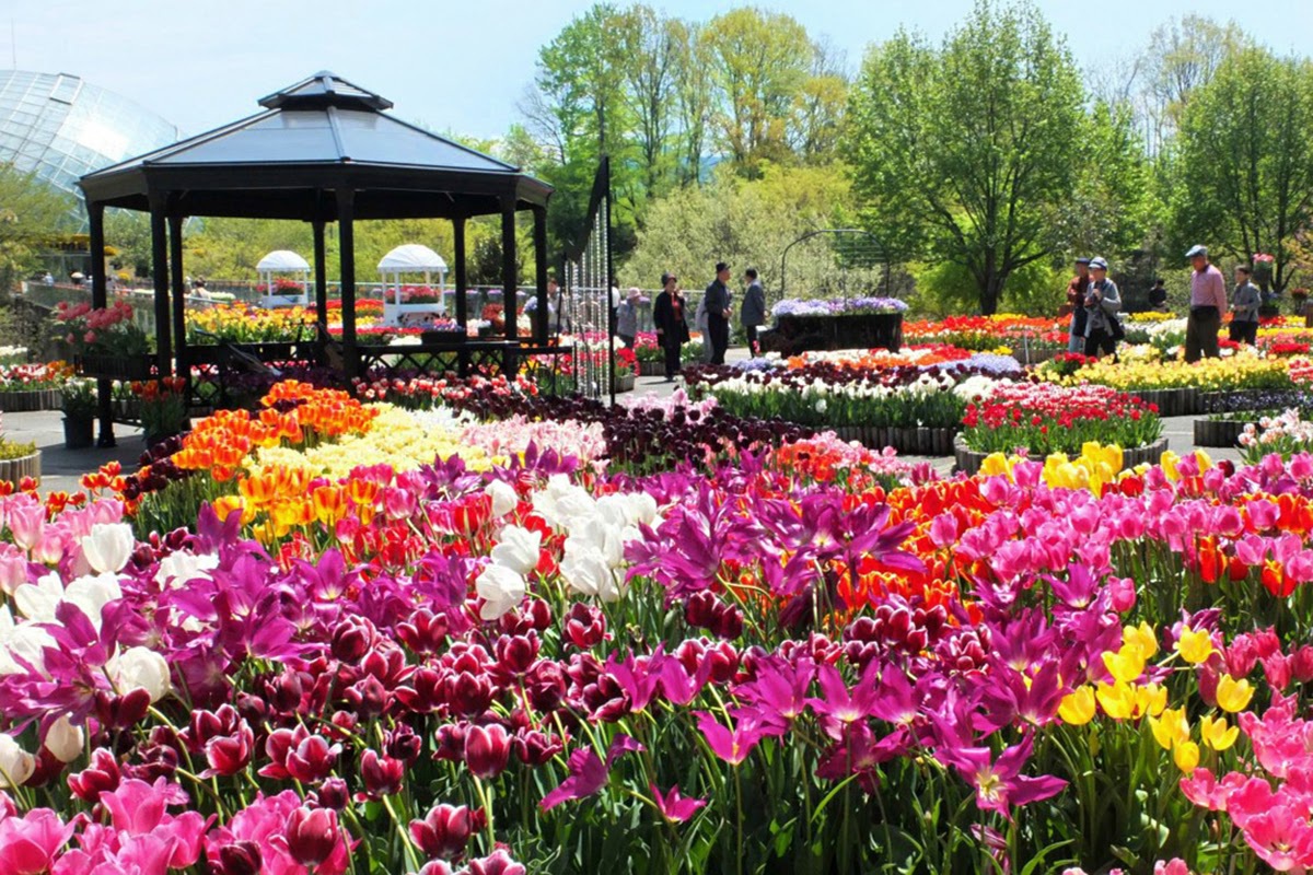 Đến nơi bốn mùa đều ngát hương hoa - 3