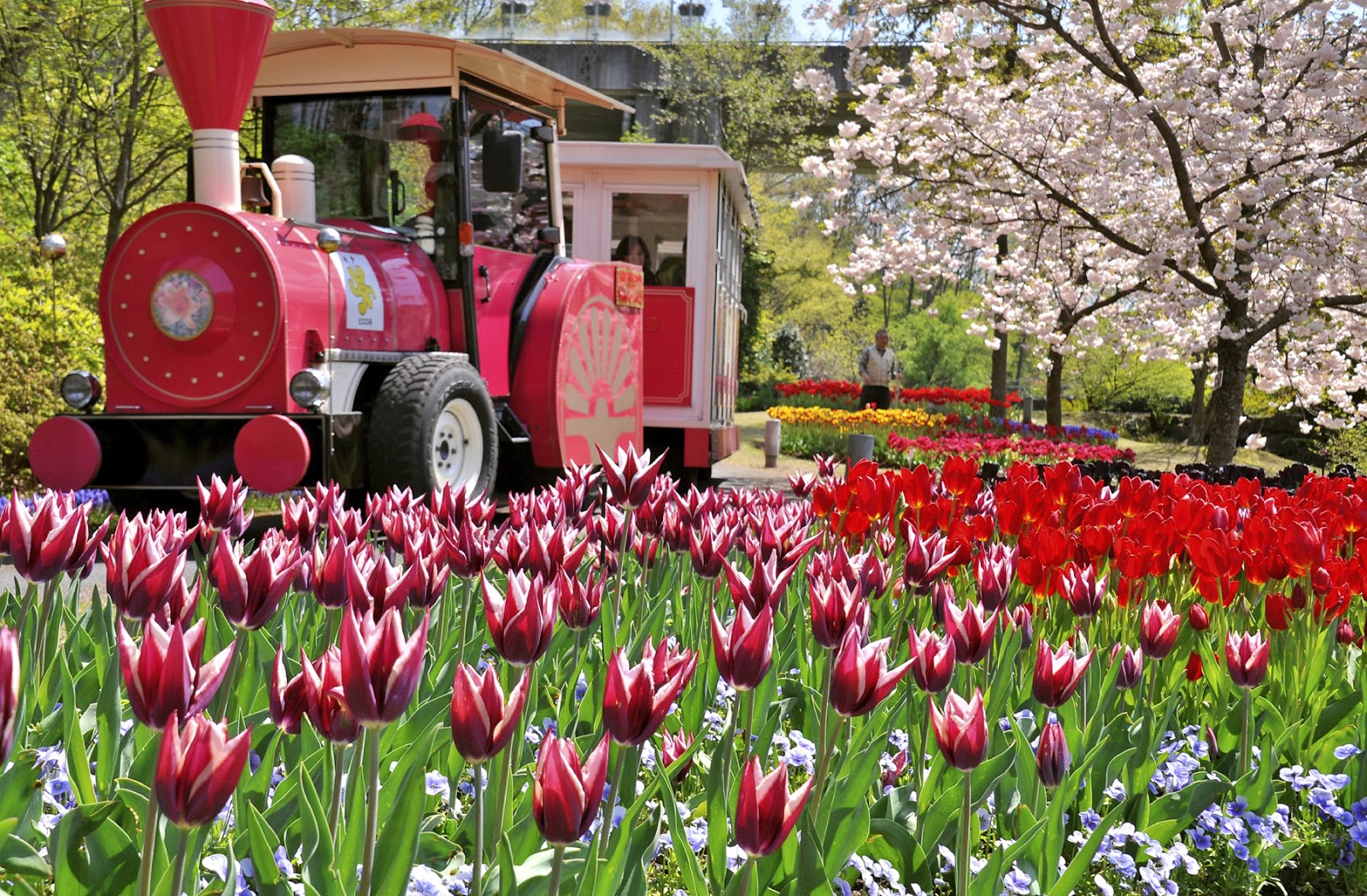 Đến nơi bốn mùa đều ngát hương hoa - 4