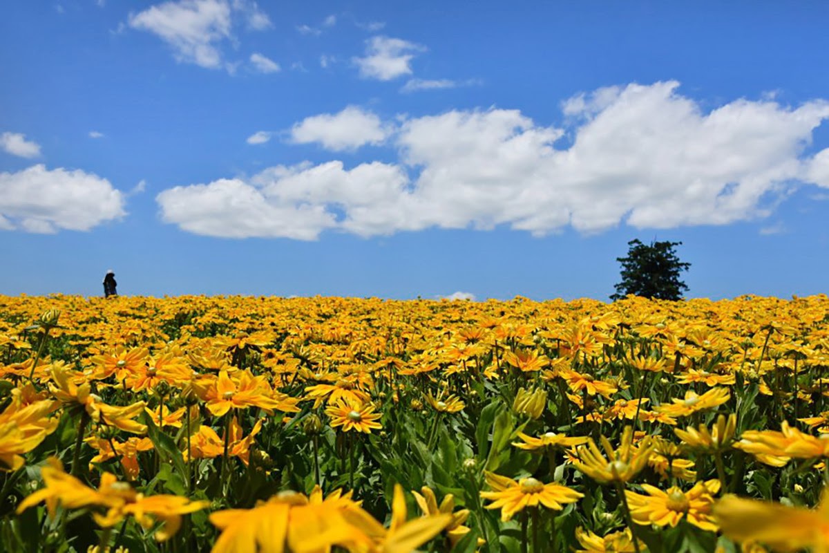 Đến nơi bốn mùa đều ngát hương hoa - 5