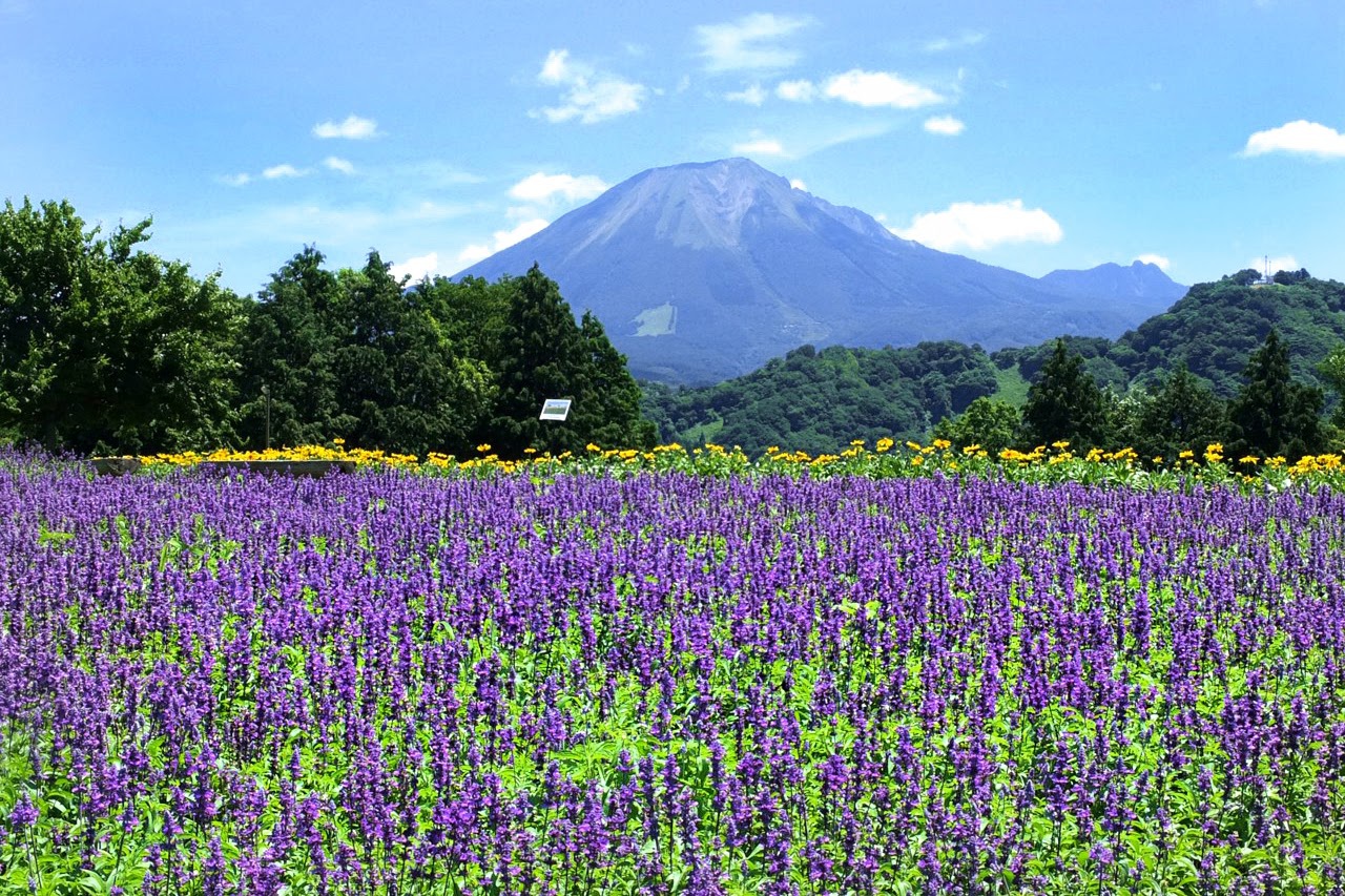 Đến nơi bốn mùa đều ngát hương hoa - 6