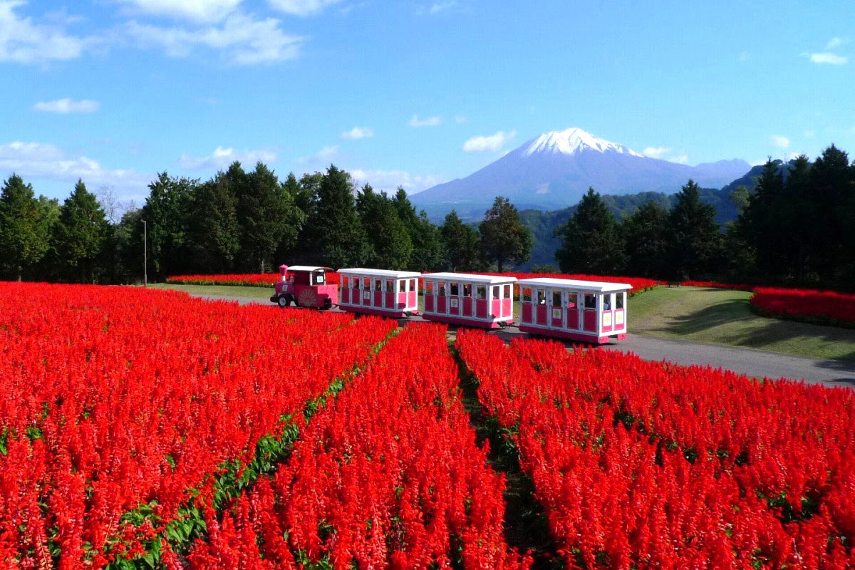 Đến nơi bốn mùa đều ngát hương hoa - 7