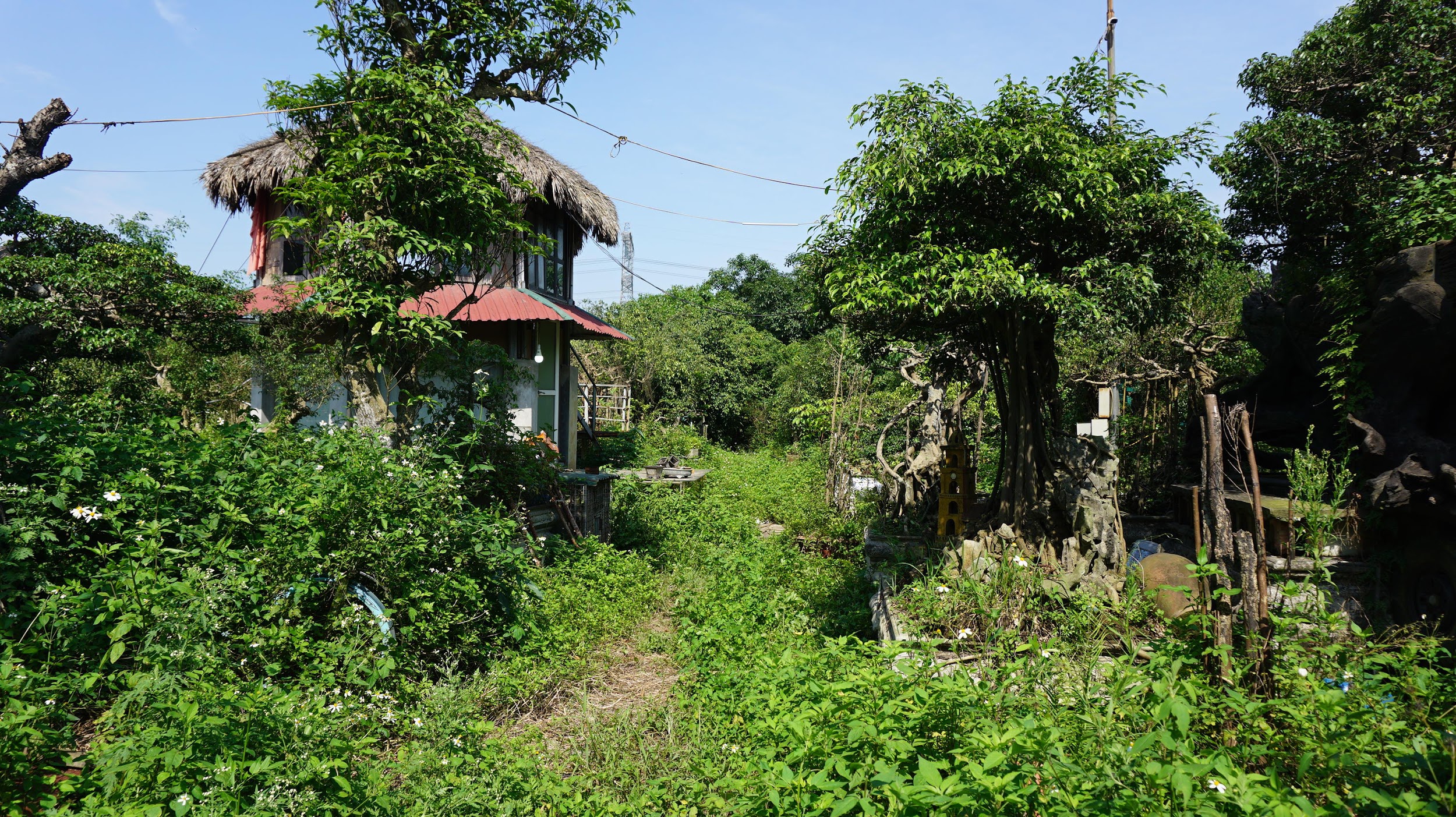 Khu vườn bỏ hoang toàn siêu cây bạc tỷ của đại gia nức tiếng một thời - 2