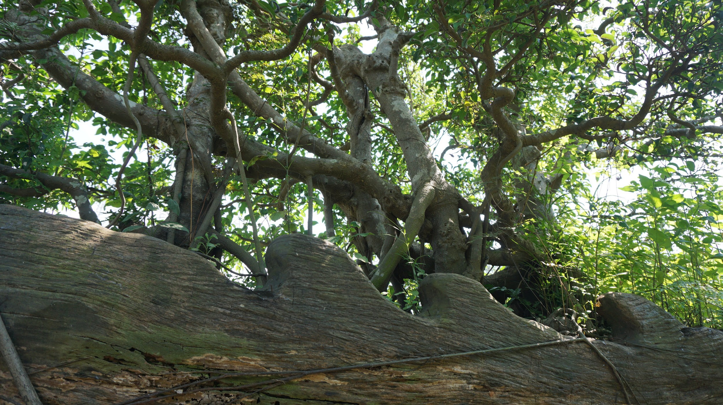 Khu vườn bỏ hoang toàn 'siêu cây' bạc tỷ của đại gia nức tiếng một thời Hang-chuc-goc-co-thu-dang-than-dang-phat-gia-tram-ty-bo-hoang-o-ha-noidocx-1588065444300