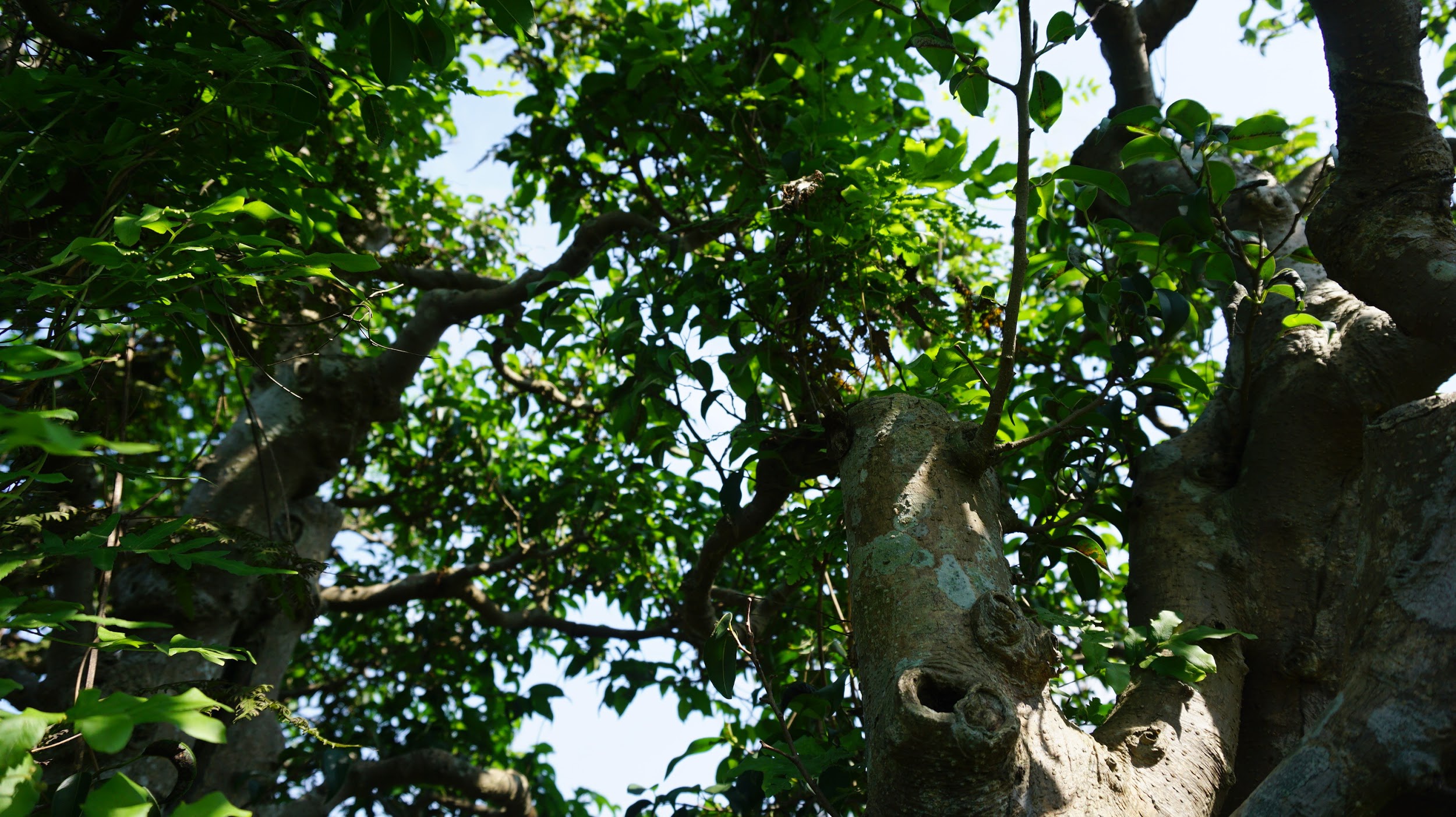 Khu vườn bỏ hoang toàn 'siêu cây' bạc tỷ của đại gia nức tiếng một thời Hang-chuc-goc-co-thu-dang-than-dang-phat-gia-tram-ty-bo-hoang-o-ha-noidocx-1588065444432
