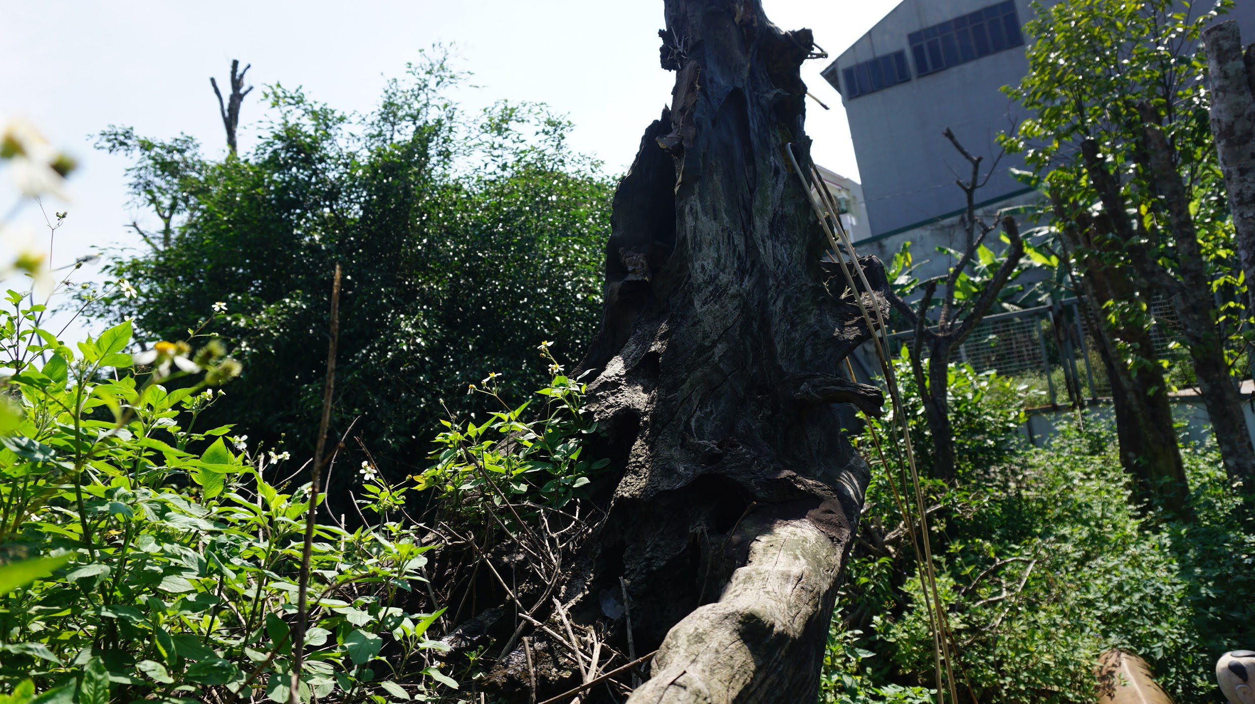 Khu vườn bỏ hoang toàn siêu cây bạc tỷ của đại gia nức tiếng một thời - 7