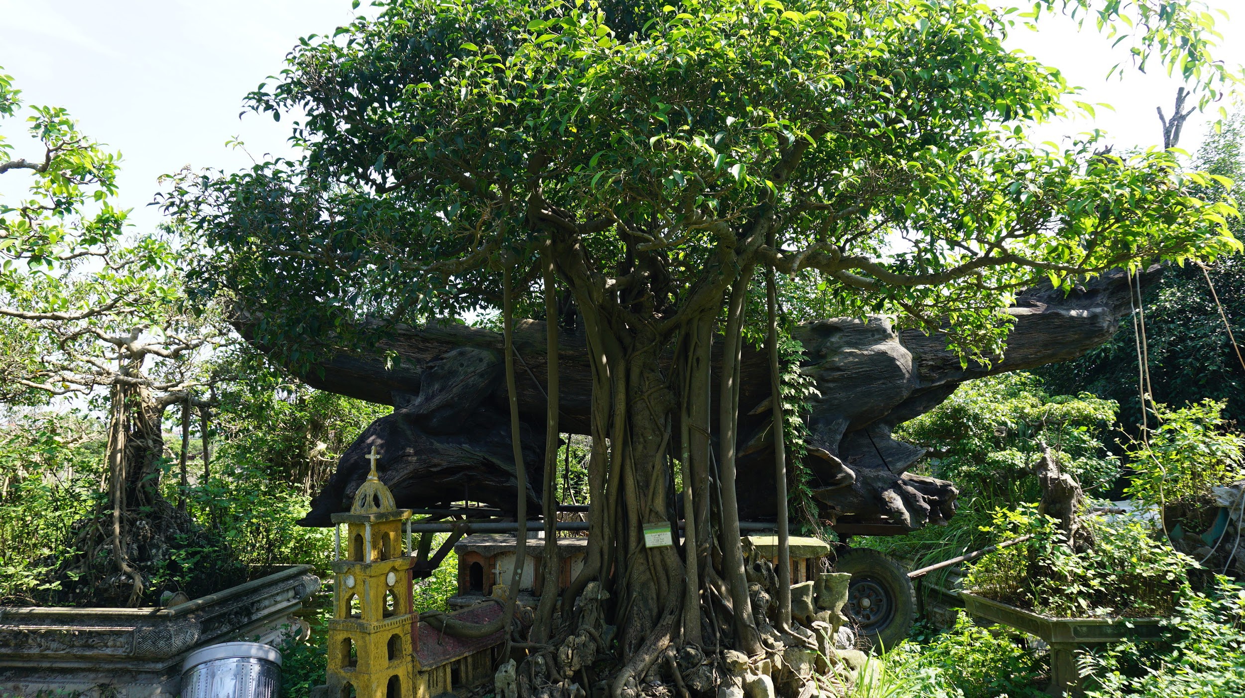 Khu vườn bỏ hoang toàn 'siêu cây' bạc tỷ của đại gia nức tiếng một thời Hang-chuc-goc-co-thu-dang-than-dang-phat-gia-tram-ty-bo-hoang-o-ha-noidocx-1588065445385