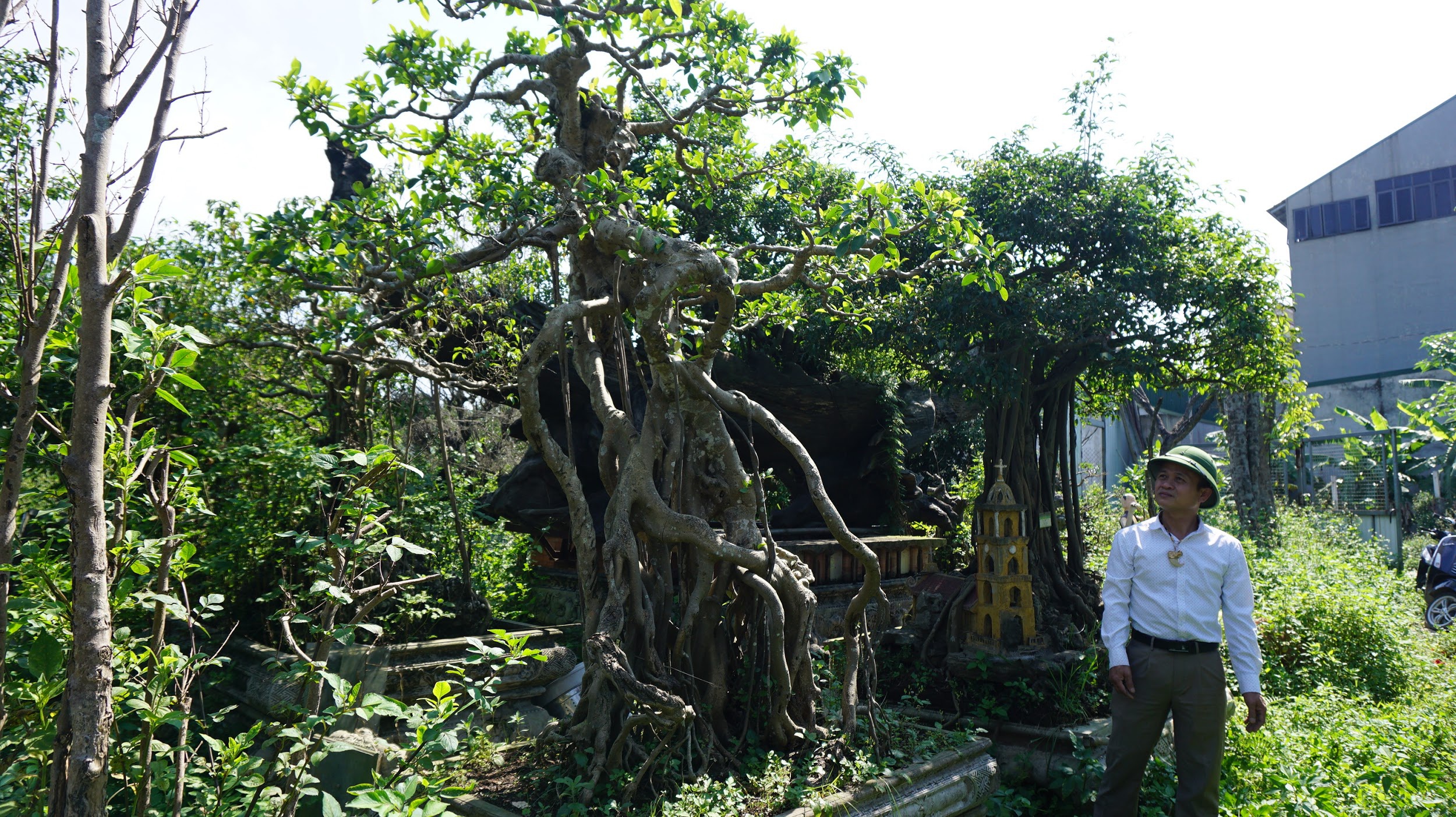 Khu vườn bỏ hoang toàn 'siêu cây' bạc tỷ của đại gia nức tiếng một thời Hang-chuc-goc-co-thu-dang-than-dang-phat-gia-tram-ty-bo-hoang-o-ha-noidocx-1588065446332