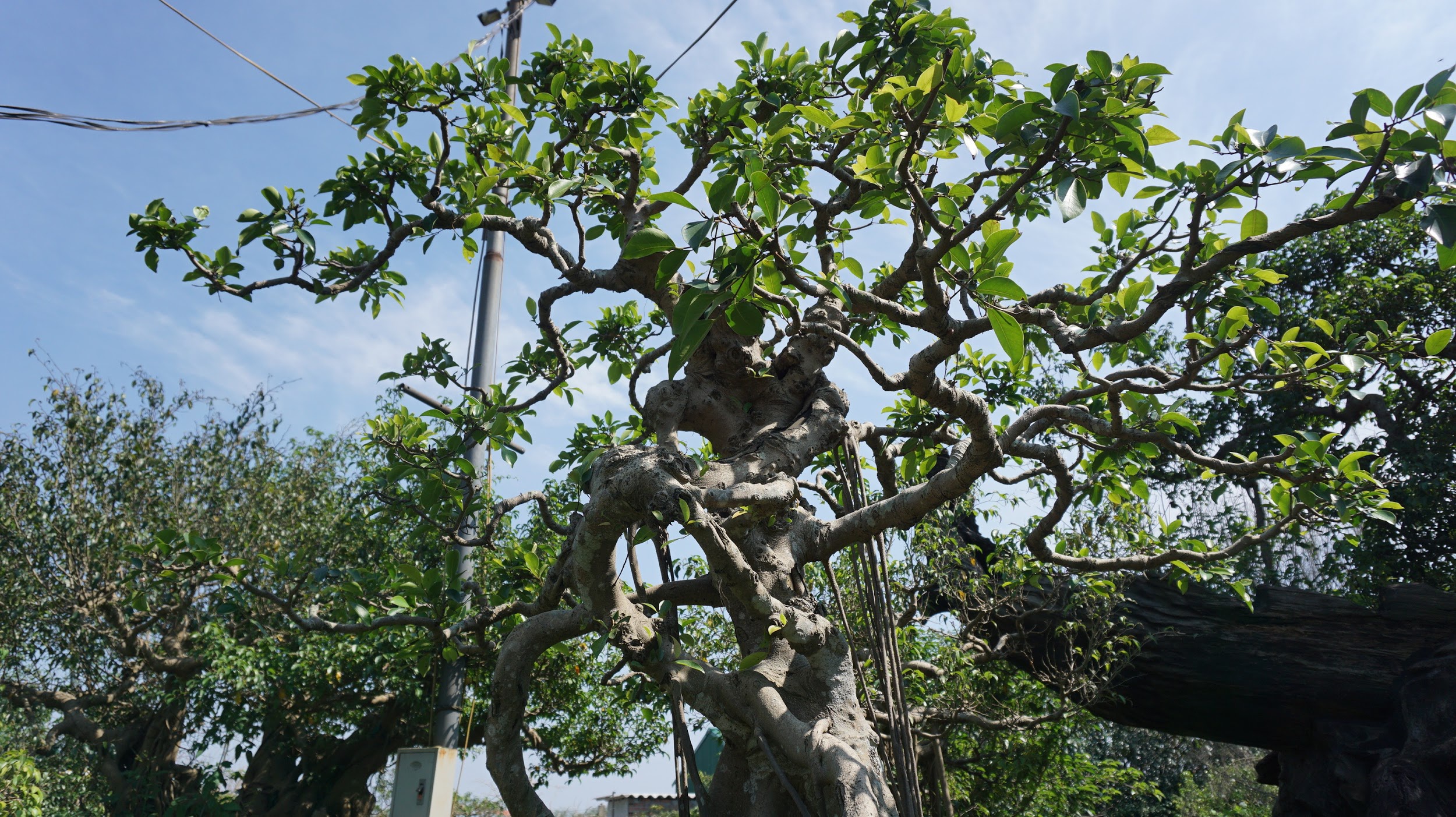 Khu vườn bỏ hoang toàn 'siêu cây' bạc tỷ của đại gia nức tiếng một thời Hang-chuc-goc-co-thu-dang-than-dang-phat-gia-tram-ty-bo-hoang-o-ha-noidocx-1588065446989