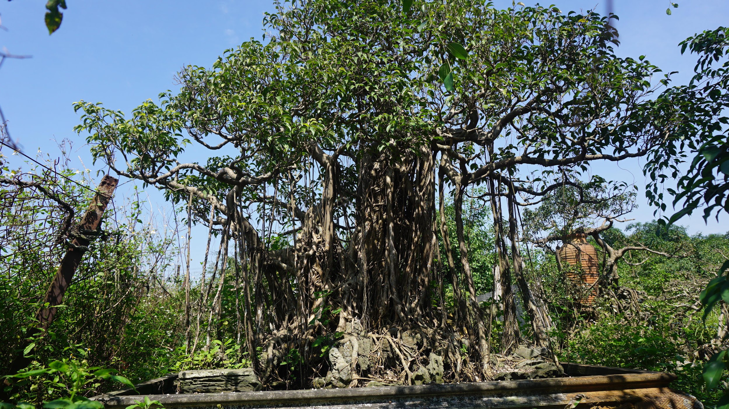 Khu vườn bỏ hoang toàn 'siêu cây' bạc tỷ của đại gia nức tiếng một thời Hang-chuc-goc-co-thu-dang-than-dang-phat-gia-tram-ty-bo-hoang-o-ha-noidocx-1588065447999