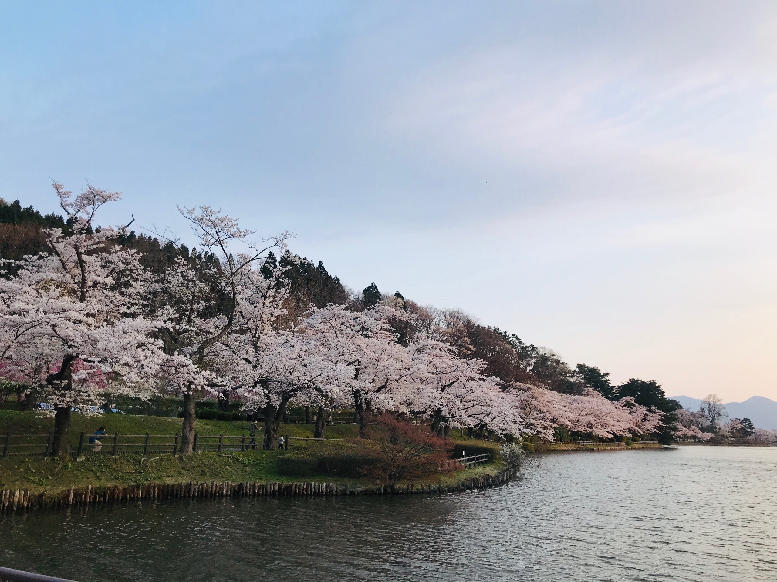 Choáng ngợp cảnh sắc hoa anh đào khoe sắc tuyệt đẹp như cổ tích ở Nhật Bản - 1