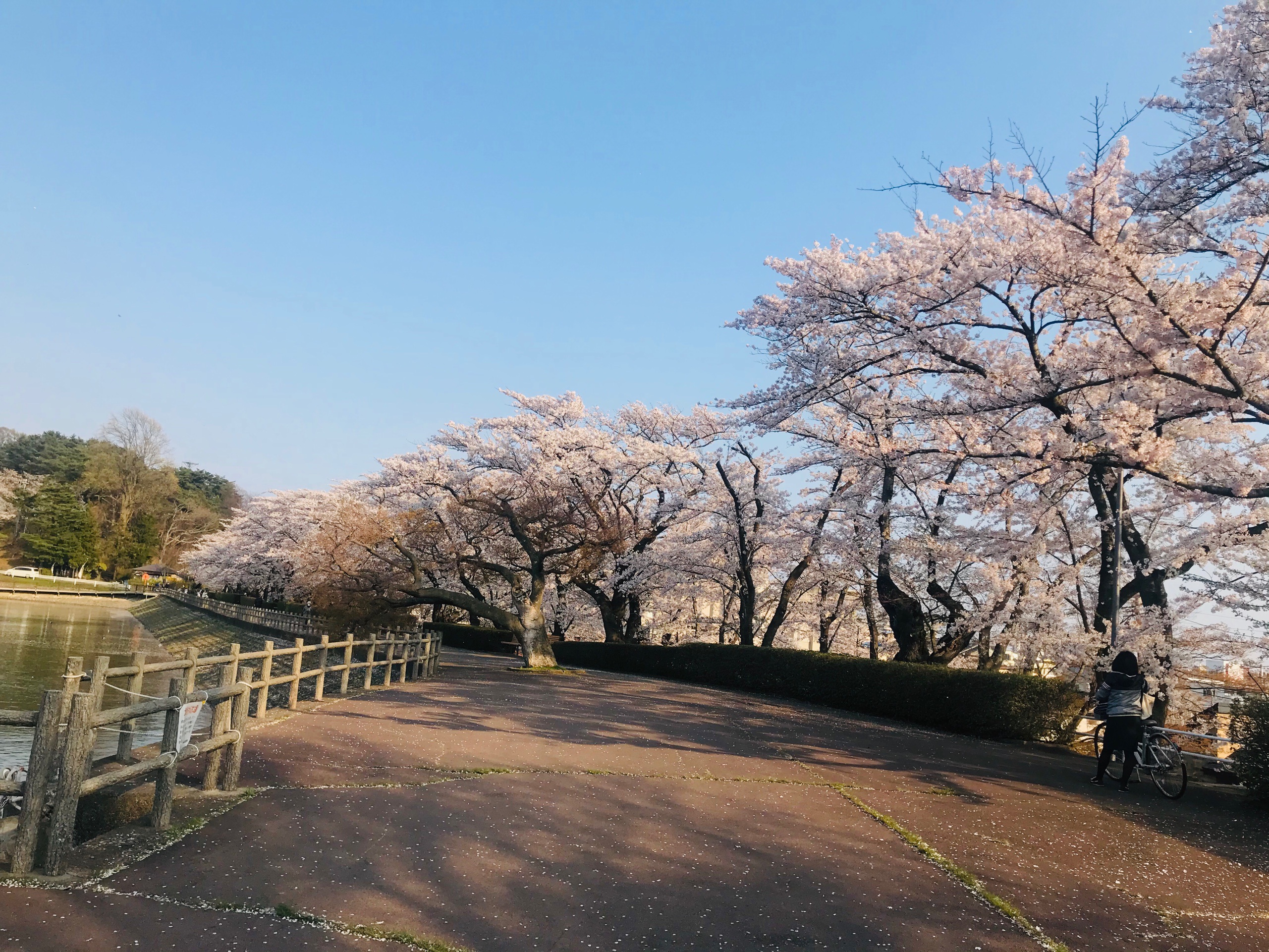 Choáng ngợp cảnh sắc hoa anh đào khoe sắc tuyệt đẹp như cổ tích ở Nhật Bản - 14