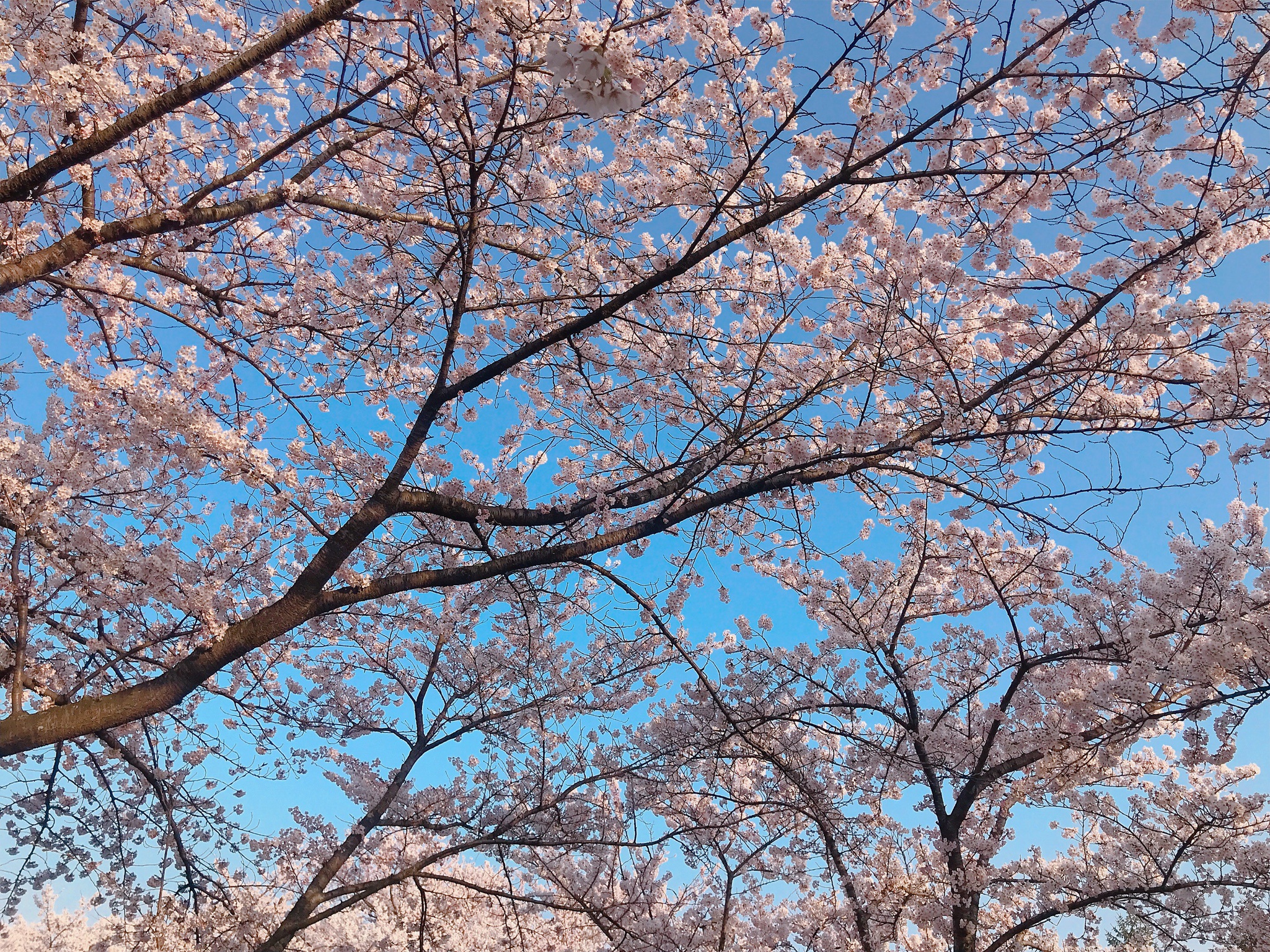 Choáng ngợp cảnh sắc hoa anh đào khoe sắc tuyệt đẹp như cổ tích ở Nhật Bản - 6