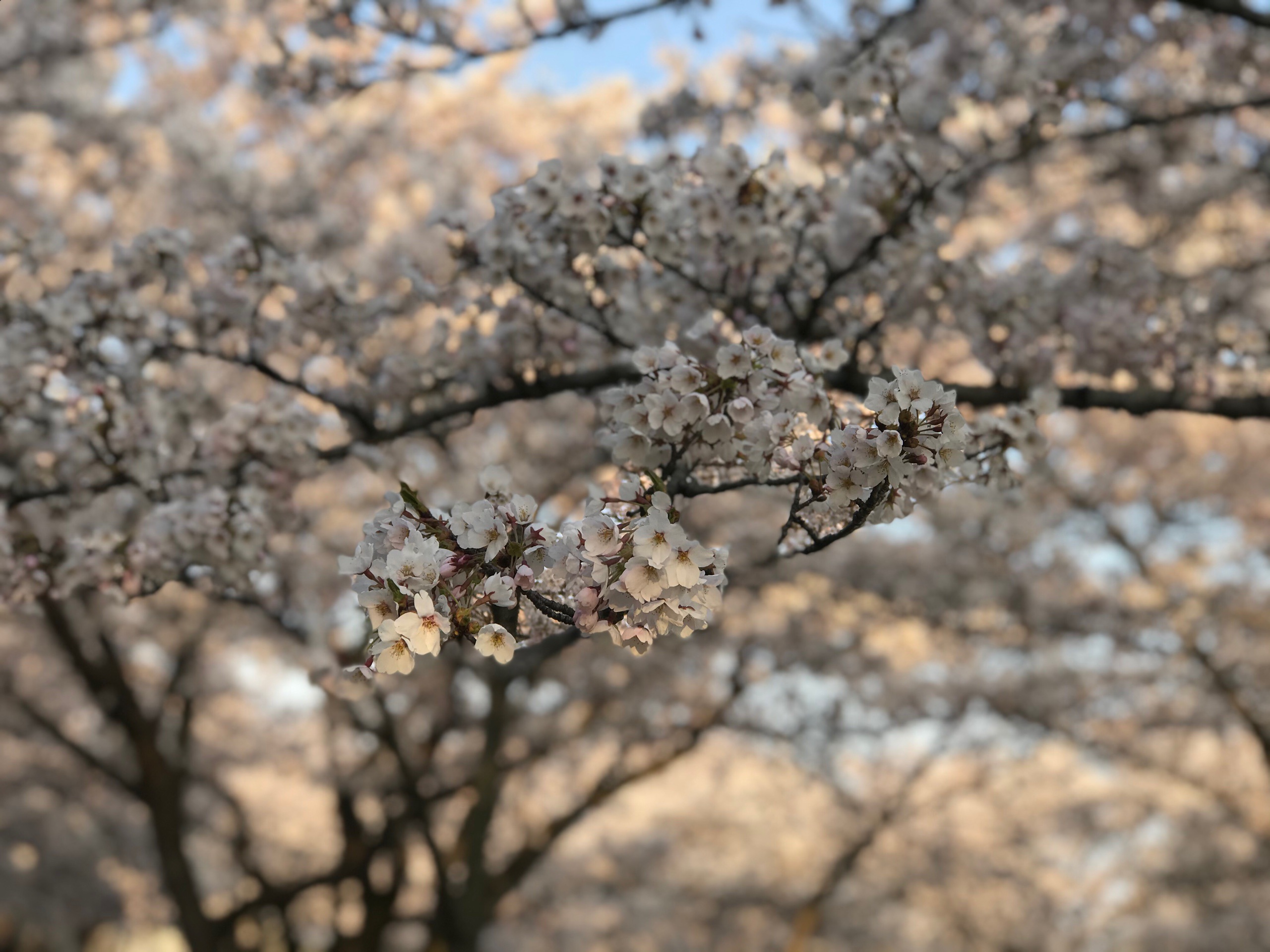 Choáng ngợp cảnh sắc hoa anh đào khoe sắc tuyệt đẹp như cổ tích ở Nhật Bản - 5