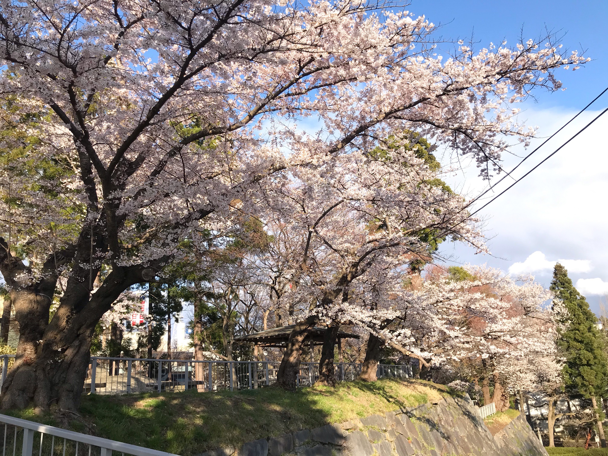 Choáng ngợp cảnh sắc hoa anh đào khoe sắc tuyệt đẹp như cổ tích ở Nhật Bản - 3