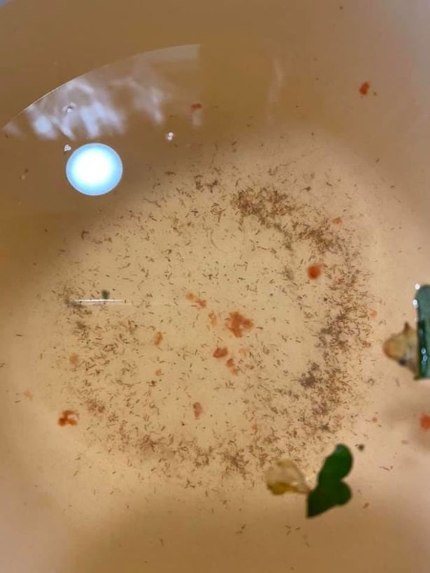 Sự thật gây sốc trong những quả dâu tây - 3