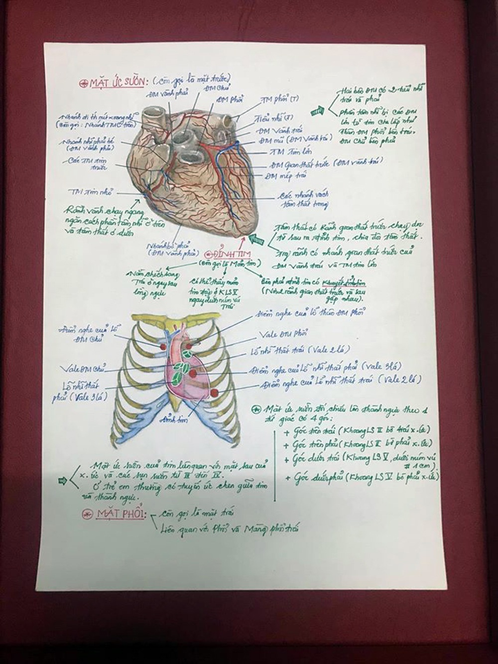 Nam sinh có biệt tài vẽ giải phẫu cơ thể người chi tiết khó tin - 11