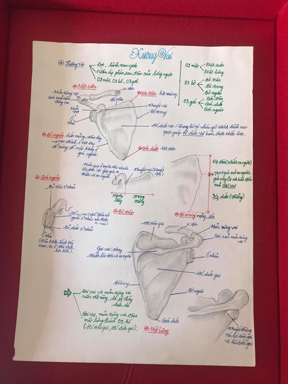 Nam sinh có biệt tài vẽ giải phẫu cơ thể người chi tiết khó tin - 12