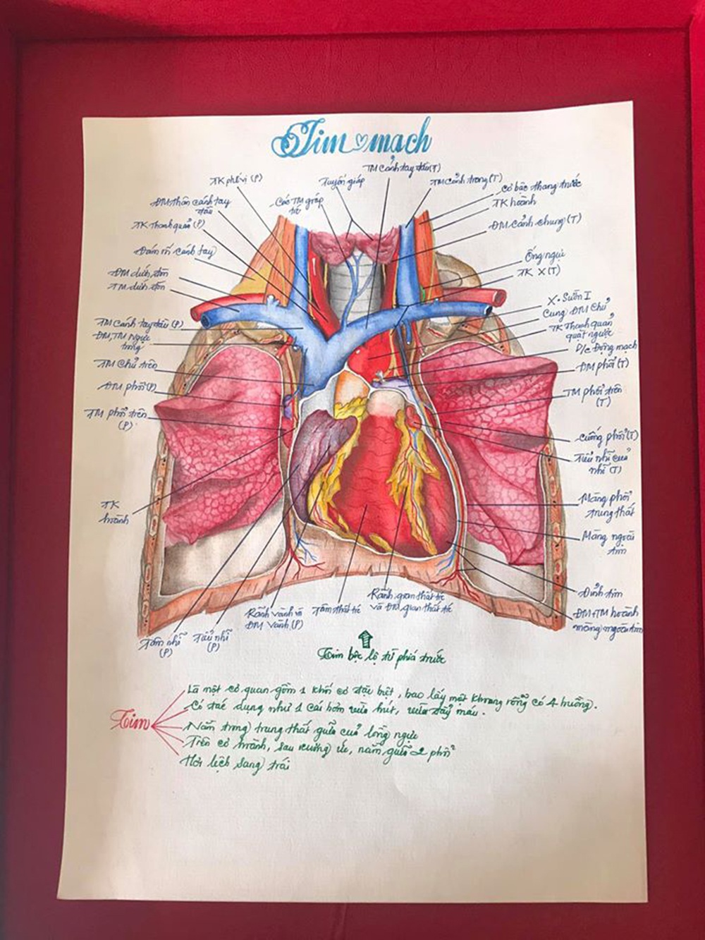 Nam sinh có biệt tài vẽ giải phẫu cơ thể người chi tiết khó tin - 3