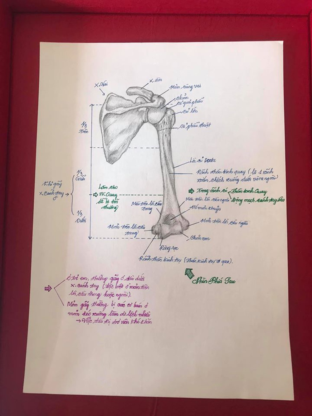 Nam sinh có biệt tài vẽ giải phẫu cơ thể người chi tiết khó tin - 4