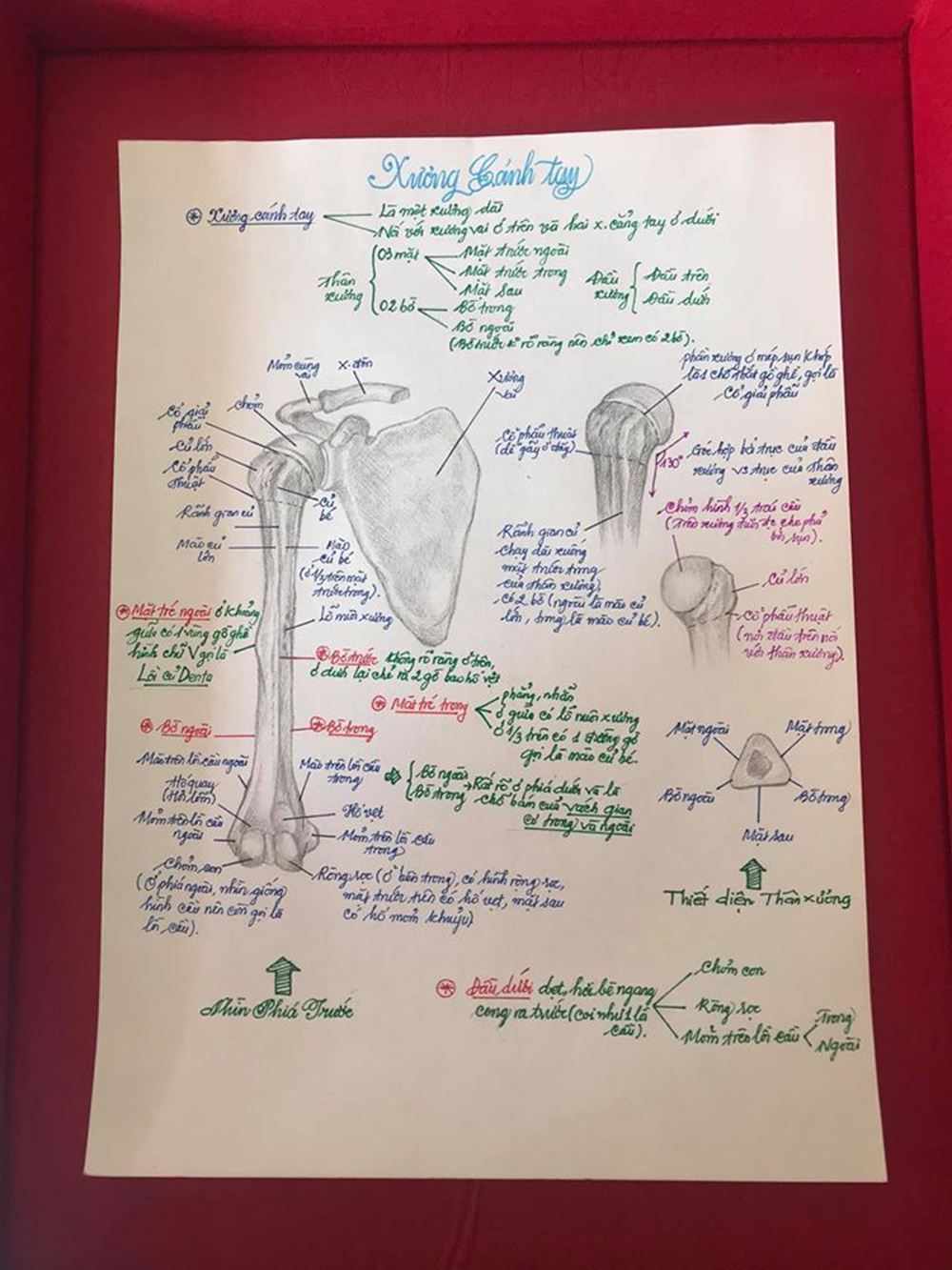 Nam sinh có biệt tài vẽ giải phẫu cơ thể người chi tiết khó tin - 5