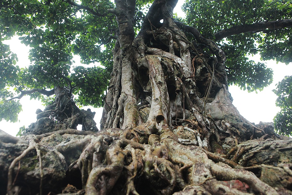 Choáng ngợp cây sanh lá móng cổ thụ giá chục tỷ ở Hà Nội - 8