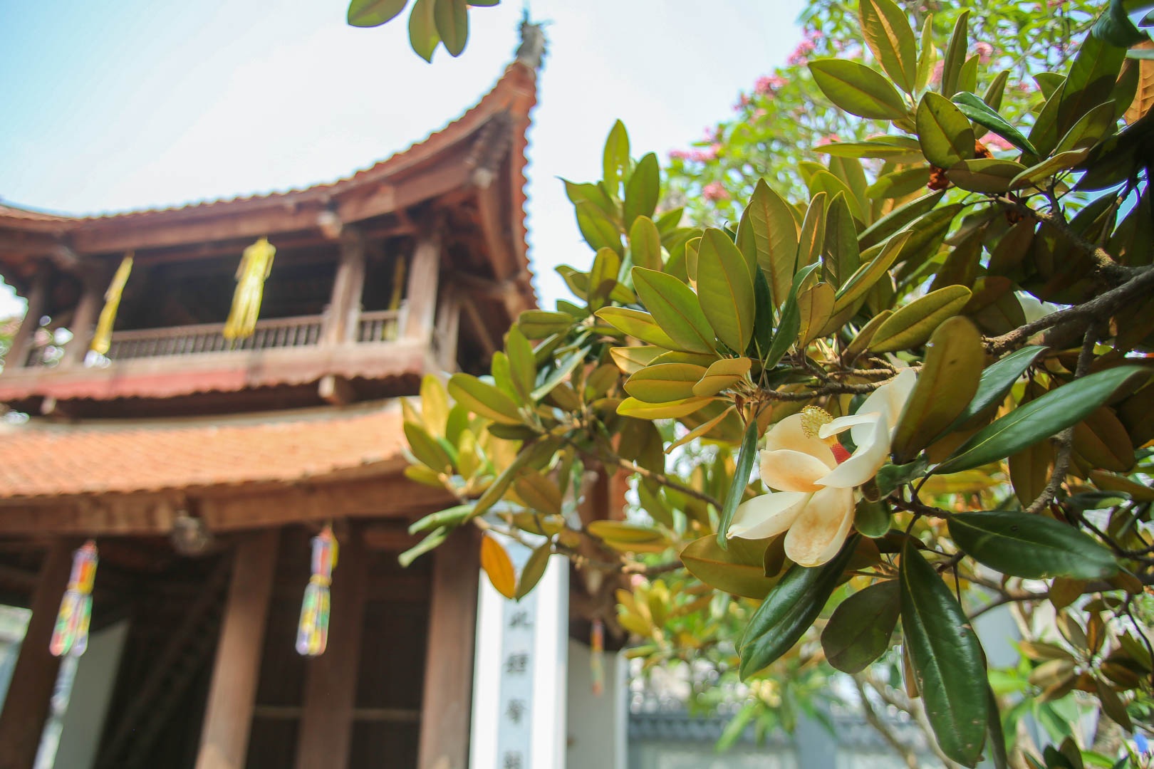 Kì lạ đóa sen nằm trên cạn, tỏa hương thơm ngát ngôi chùa trăm năm tuổi - 5