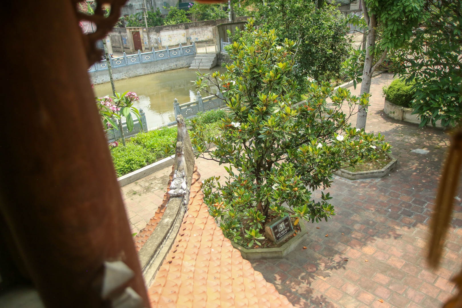 Kì lạ đóa sen nằm trên cạn, tỏa hương thơm ngát ngôi chùa trăm năm tuổi - 11