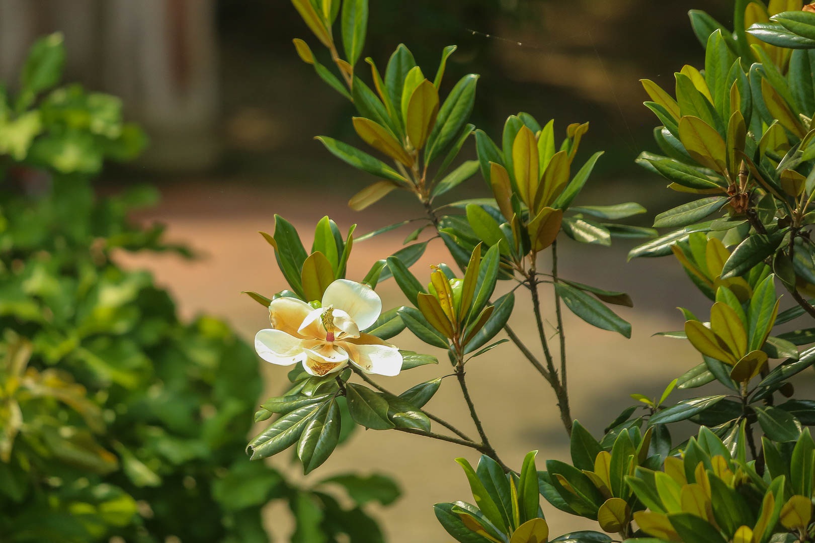 Kì lạ đóa sen nằm trên cạn, tỏa hương thơm ngát ngôi chùa trăm năm tuổi - 6