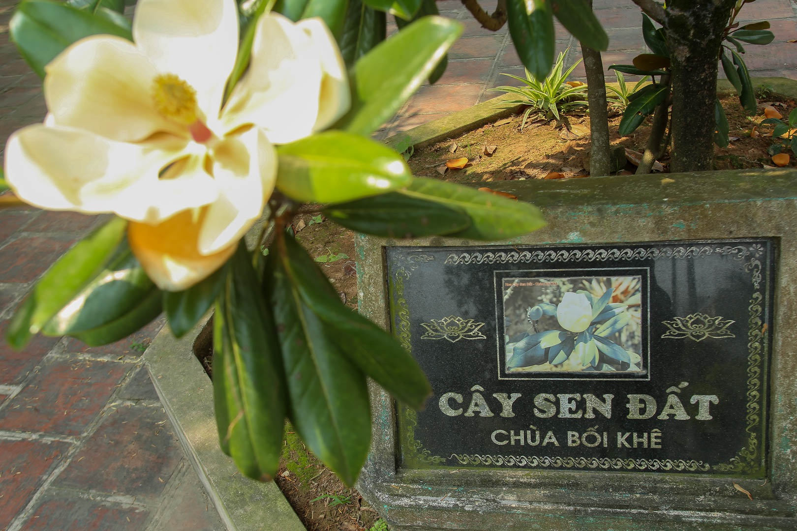 Kì lạ đóa sen nằm trên cạn, tỏa hương thơm ngát ngôi chùa trăm năm tuổi - 13