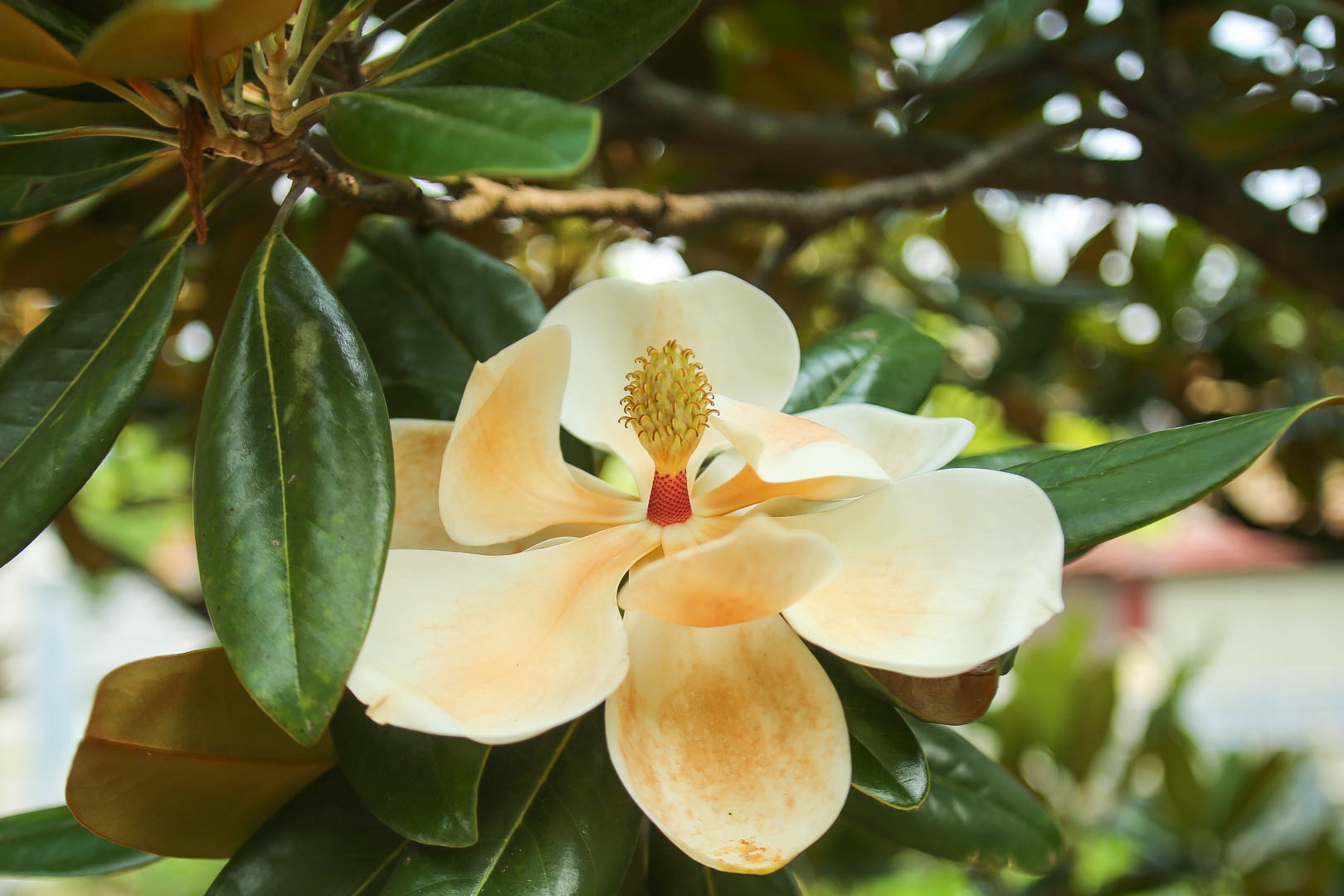 Kì lạ đóa sen nằm trên cạn, tỏa hương thơm ngát ngôi chùa trăm năm tuổi - 9