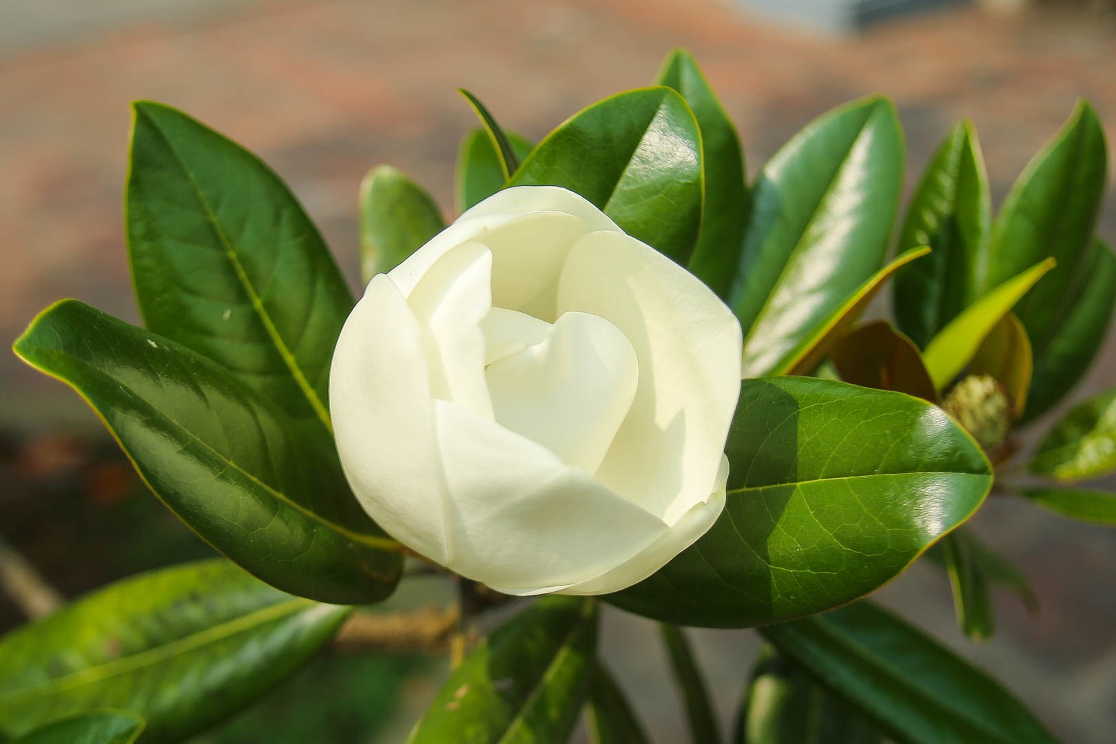 Kì lạ đóa sen nằm trên cạn, tỏa hương thơm ngát ngôi chùa trăm năm tuổi - 3