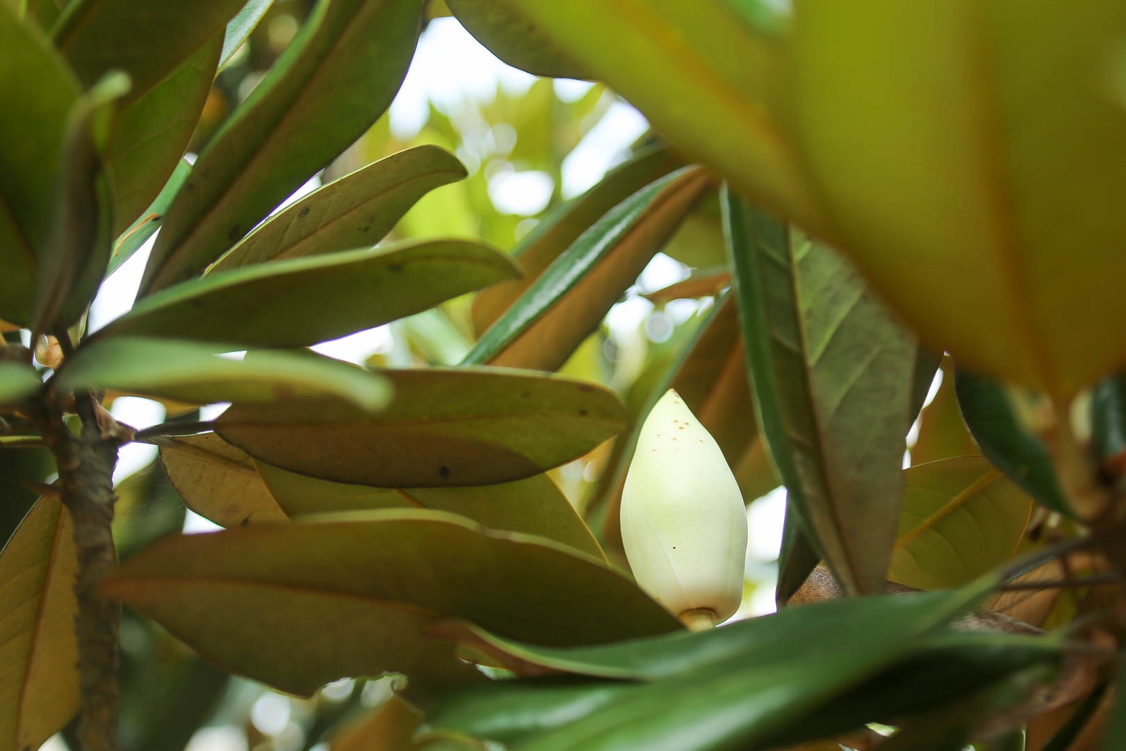 Kì lạ đóa sen nằm trên cạn, tỏa hương thơm ngát ngôi chùa trăm năm tuổi - 7